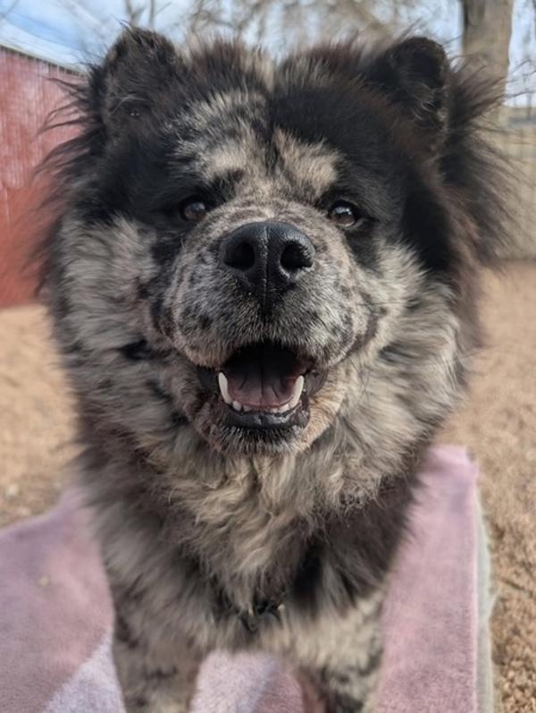 Enlarge Diana Ross, a Adoptable mixed breed in Littleton, CO image 1/2