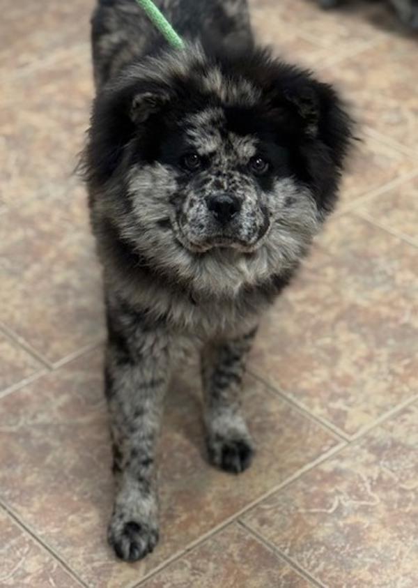 Enlarge Diana Ross, a Adoptable mixed breed in Littleton, CO image 2/2