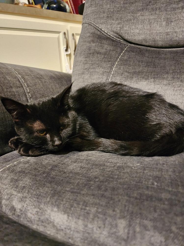 Enlarge Buttercup, a Adoptable Domestic Short Hair in Virginia Beach, VA image 1/3