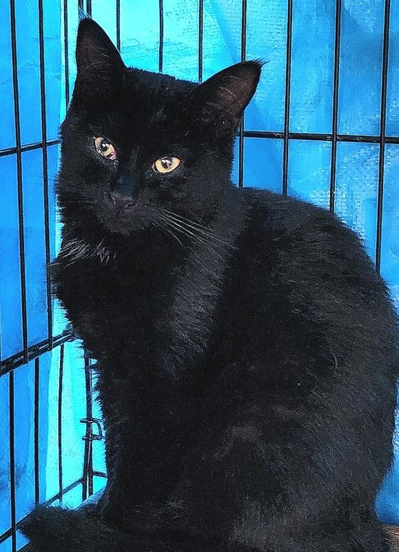Enlarge Buttercup, a Adoptable Domestic Short Hair in Virginia Beach, VA image 2/3