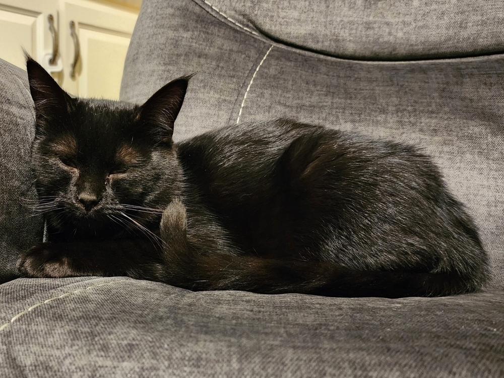 Enlarge Buttercup, a Adoptable Domestic Short Hair in Virginia Beach, VA image 3/3