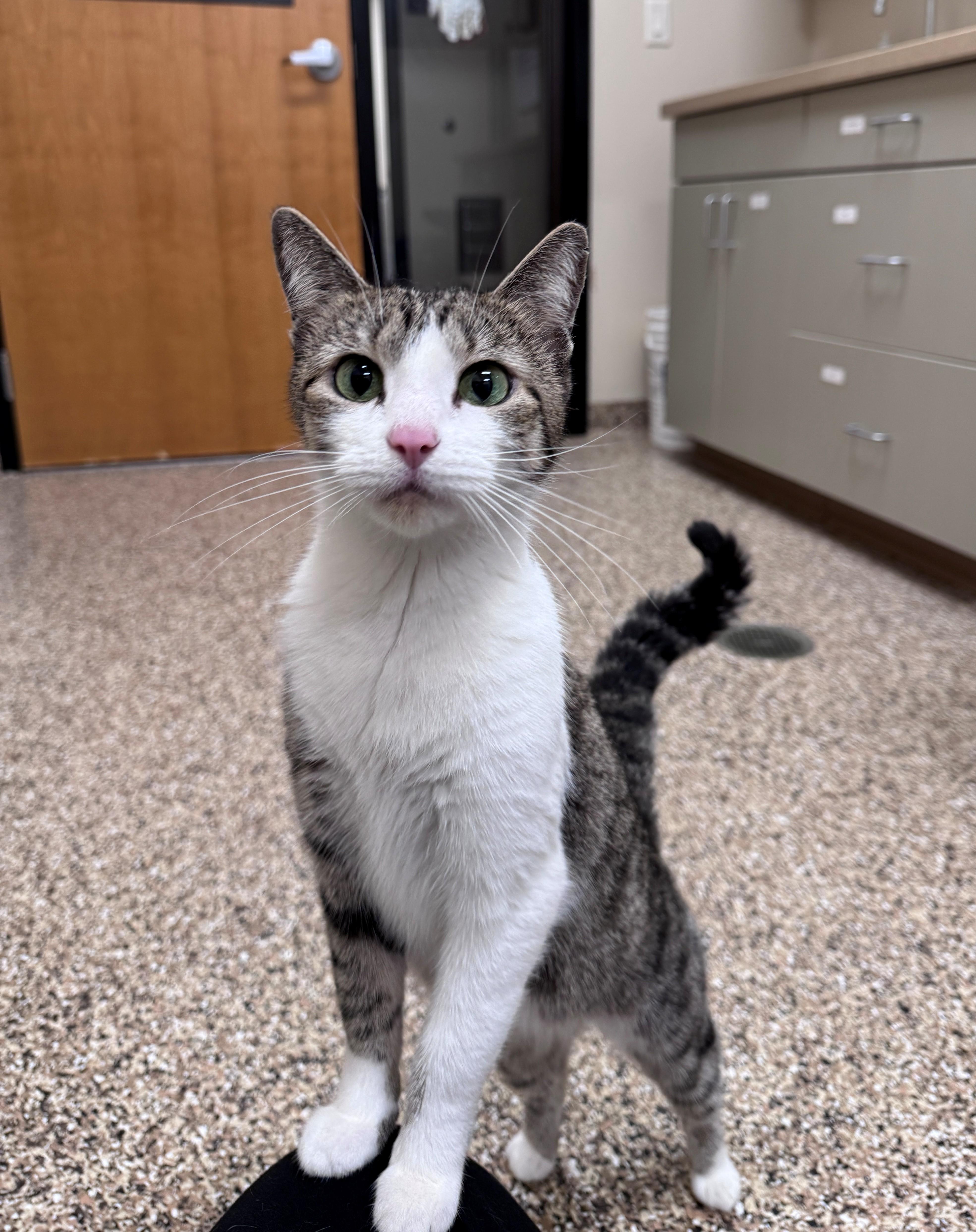Eedie, ADOPTABLE, Adult Female Domestic Short Hair.