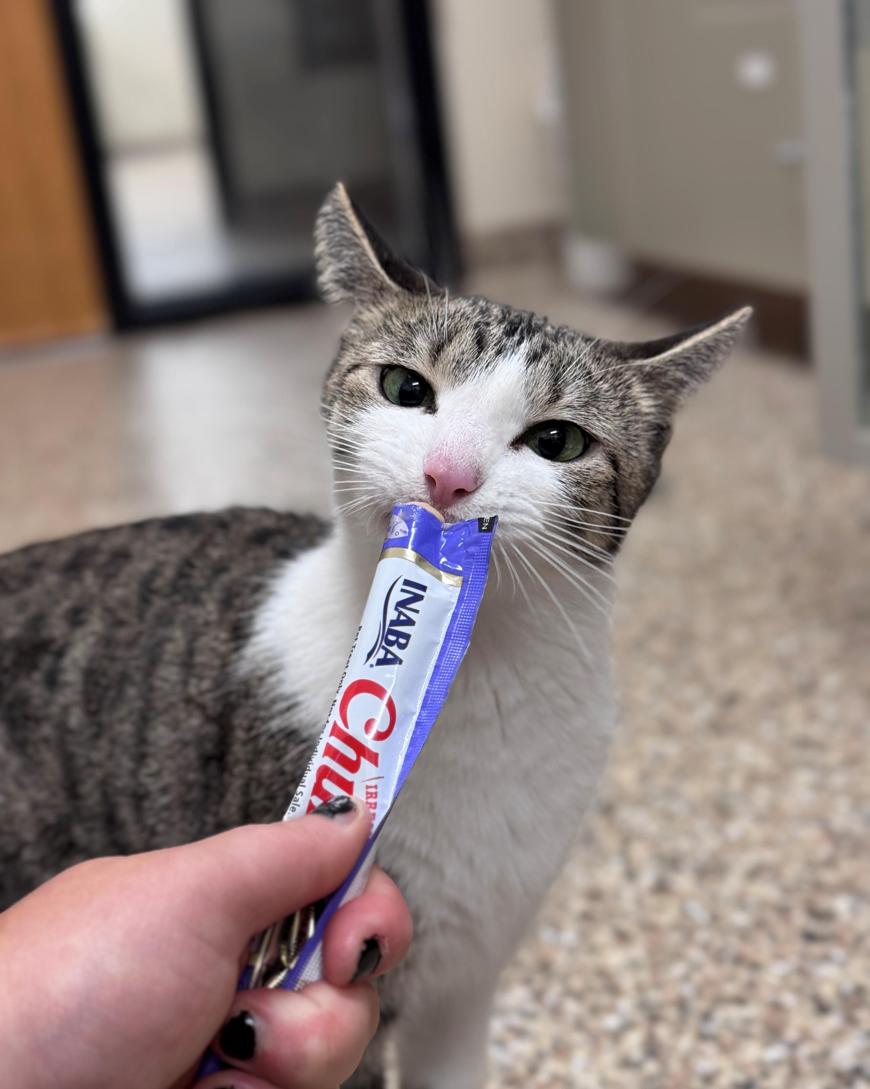 Eedie, a ADOPTABLE Domestic Short Hair in Hackensack, MN image 2/2