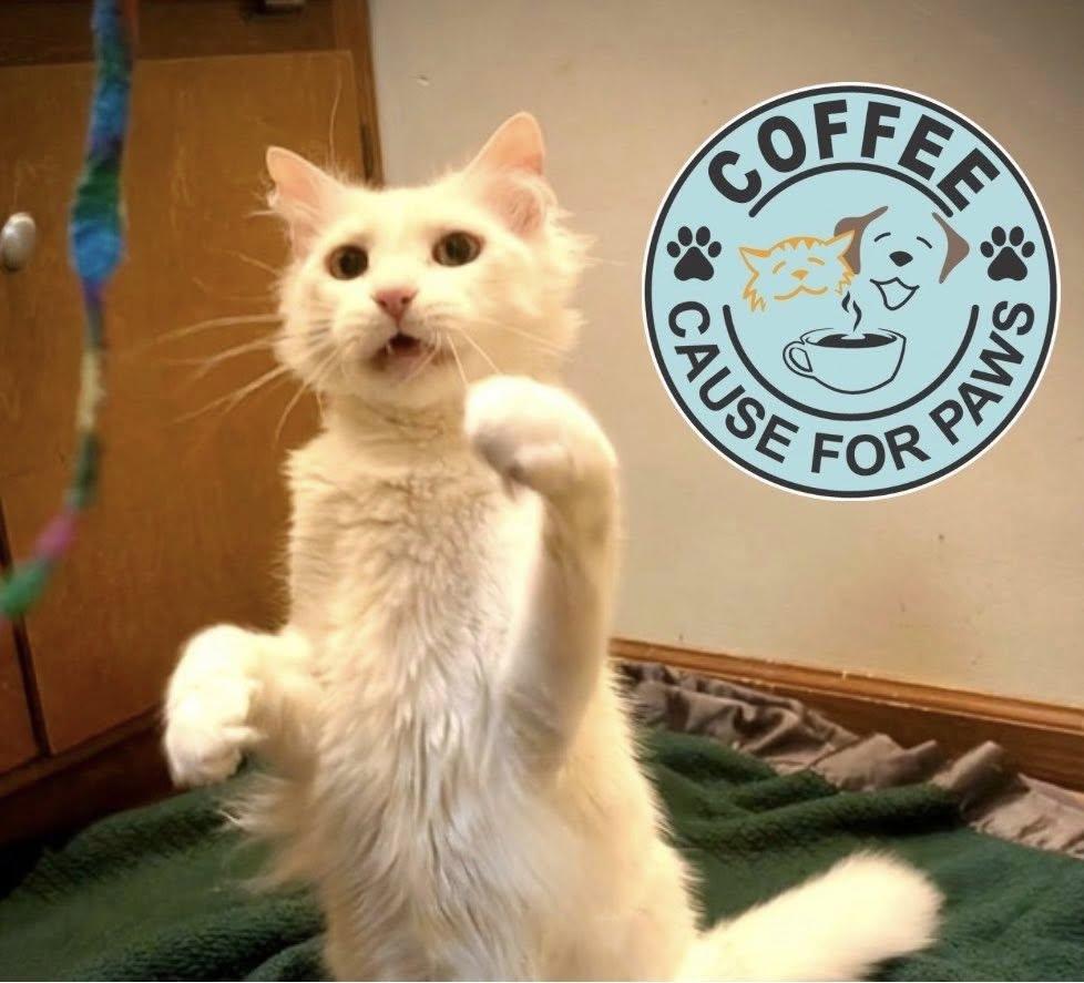 Maize, ADOPTABLE, Adult Female Domestic Medium Hair.