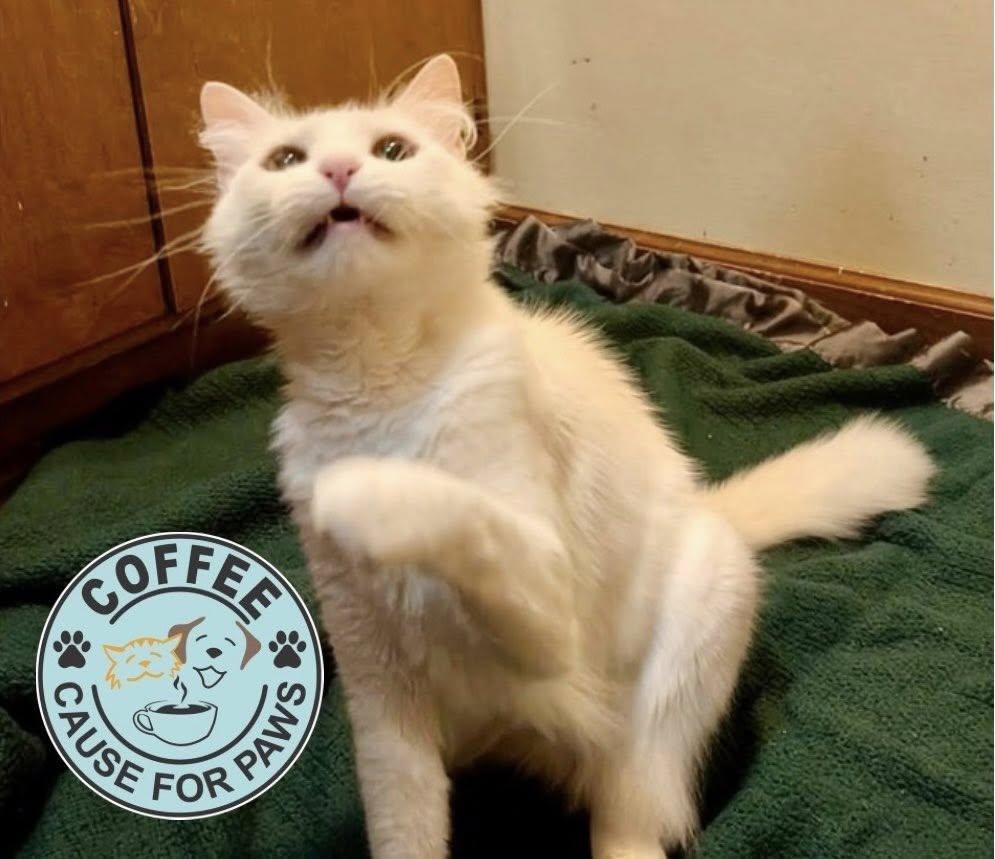 Enlarge Maize, a ADOPTABLE Domestic Medium Hair in Douglas, GA image 3/4