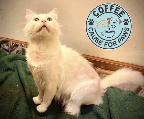 Enlarge Maize, a ADOPTABLE Domestic Medium Hair in Douglas, GA image 4/4