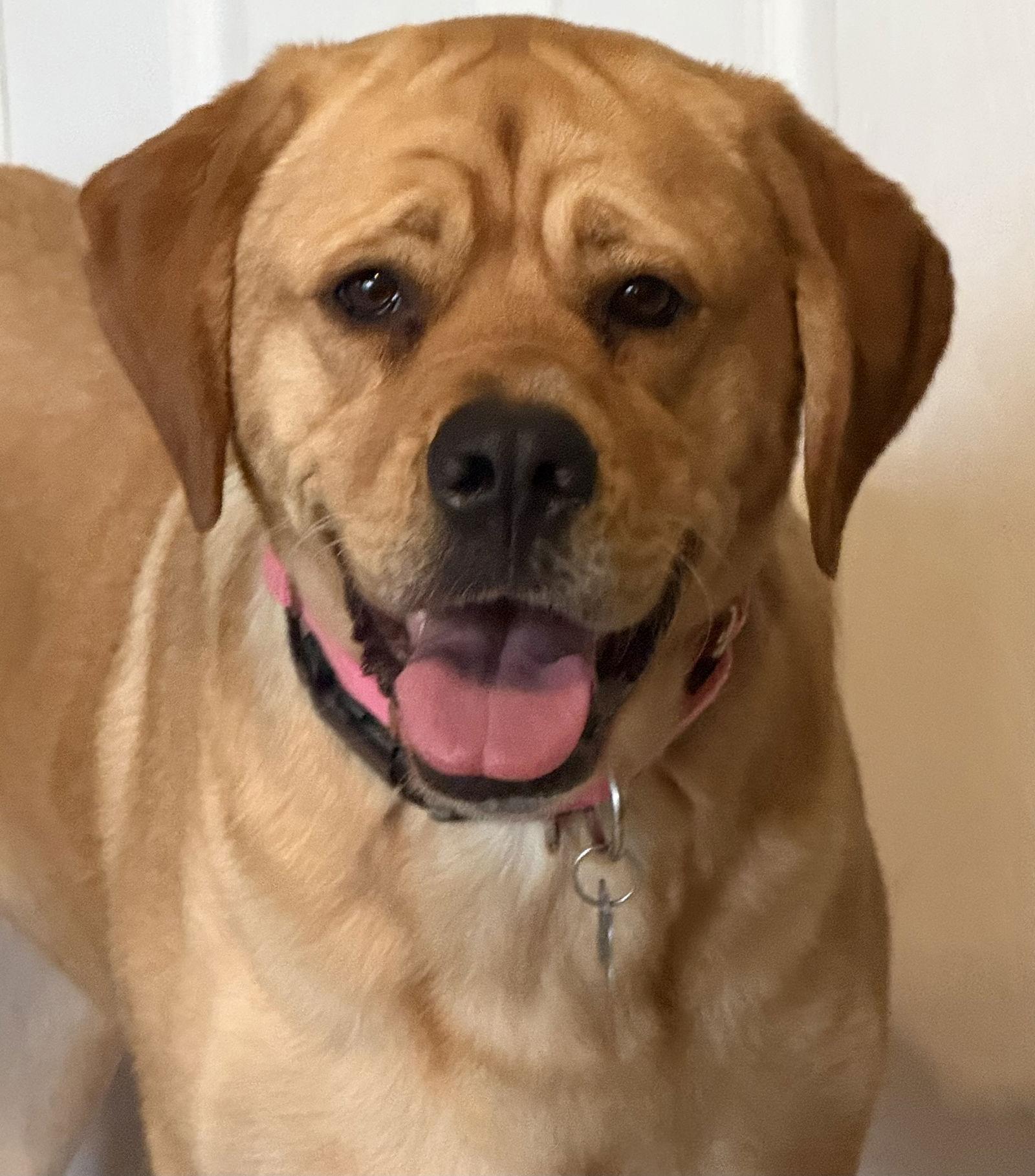 Peaches, Adoptable, Adult Female Labrador Retriever & Dogue de Bordeaux.
