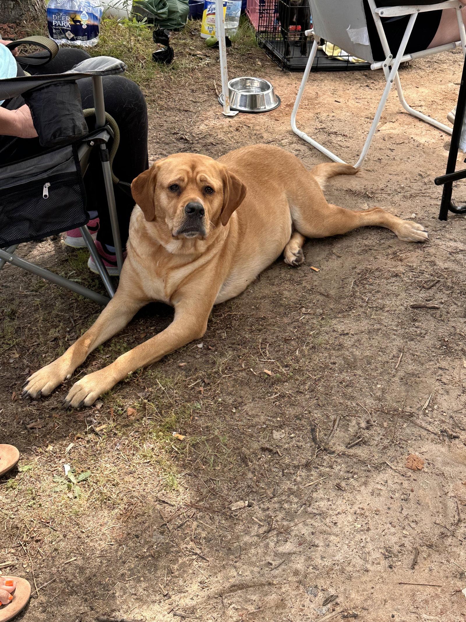 Enlarge Peaches, a Adoptable mixed breed in Garner, NC image 1/3