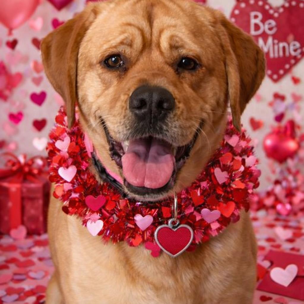 Enlarge Peaches, a Adoptable mixed breed in Garner, NC image 2/3