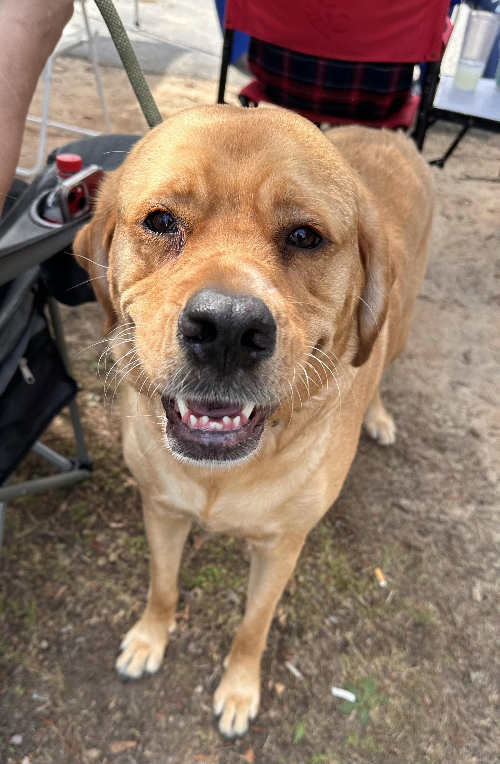 Enlarge Peaches, a Adoptable mixed breed in Garner, NC image 3/3