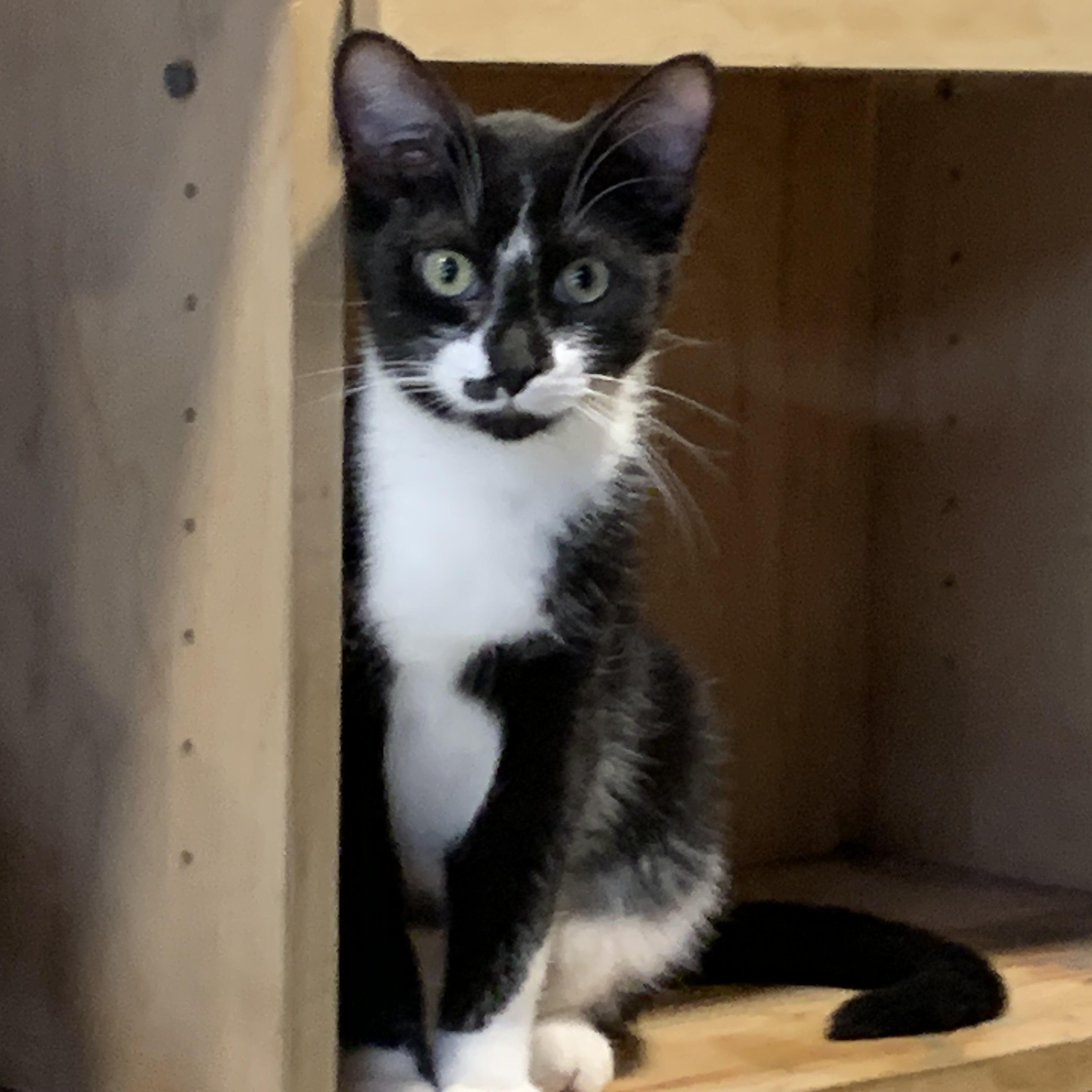 Enlarge Reggie, a ADOPTABLE Domestic Short Hair in Stockholm, WI image 4/6