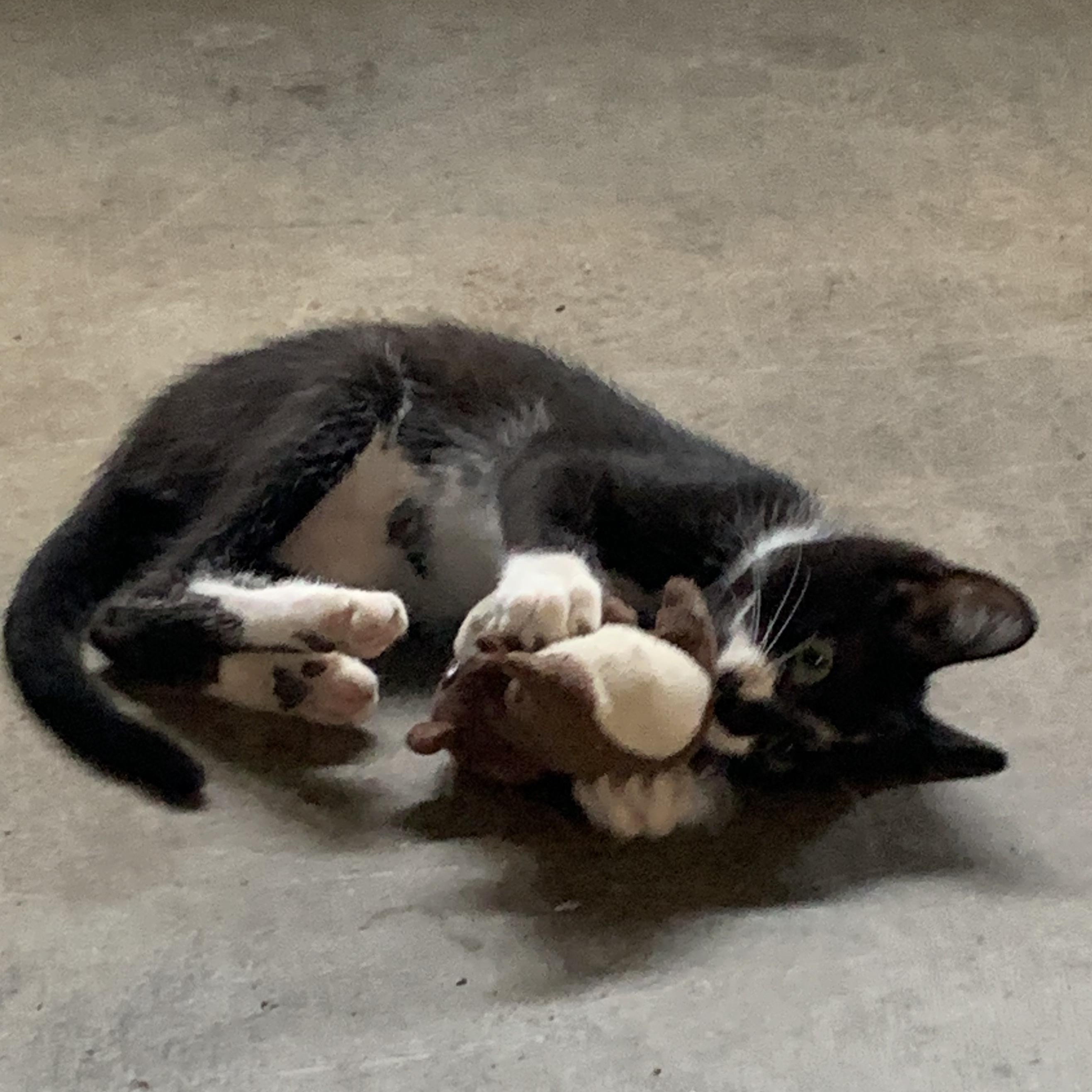 Enlarge Reggie, a ADOPTABLE Domestic Short Hair in Stockholm, WI image 2/6