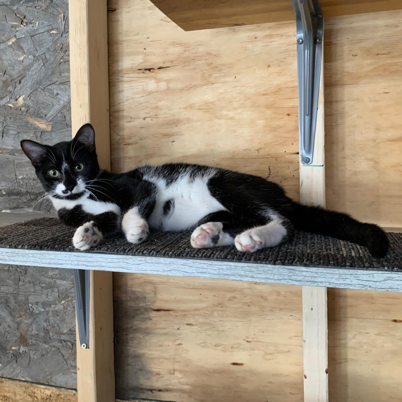 Enlarge Reggie, a ADOPTABLE Domestic Short Hair in Stockholm, WI image 6/6