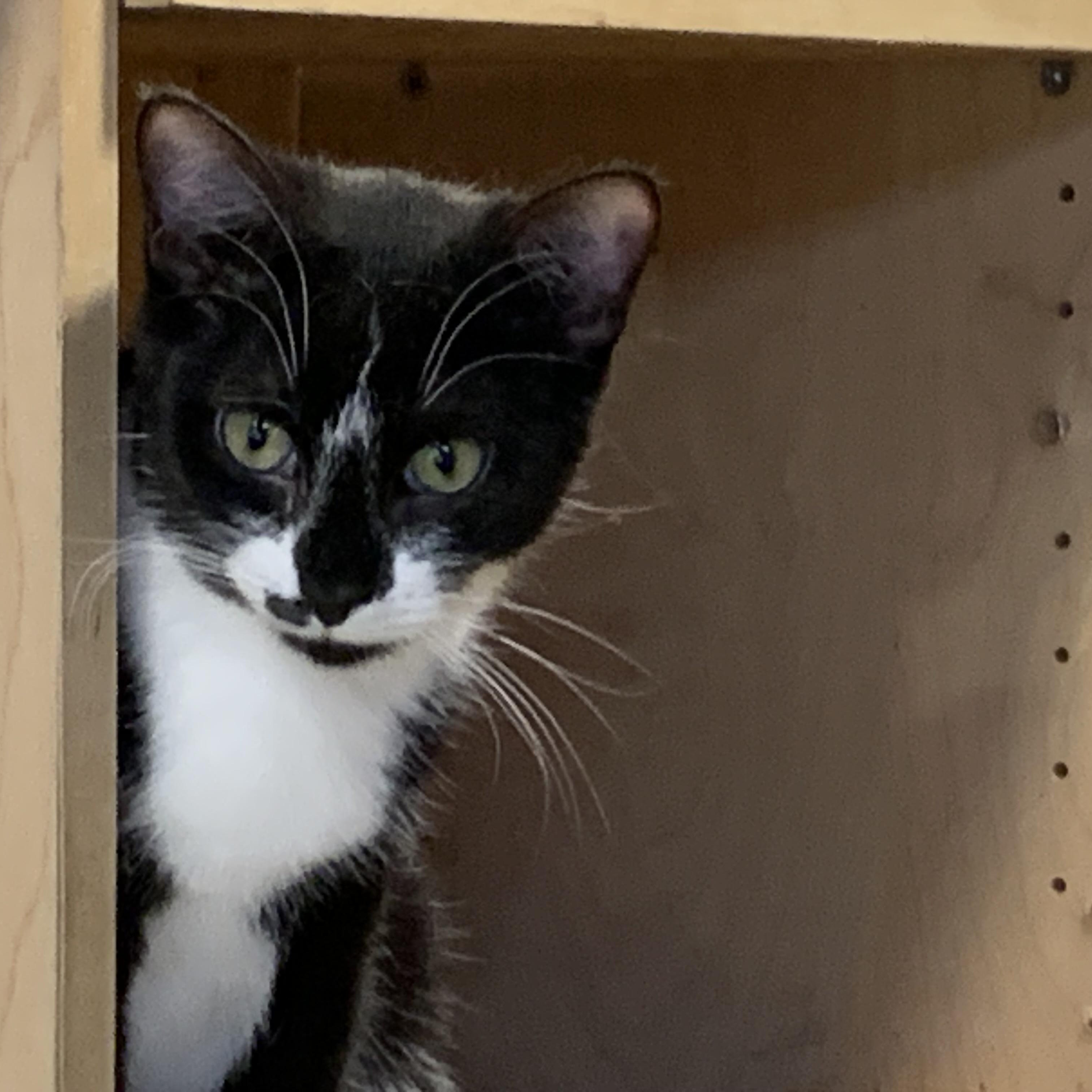 Enlarge Reggie, a ADOPTABLE Domestic Short Hair in Stockholm, WI image 5/6