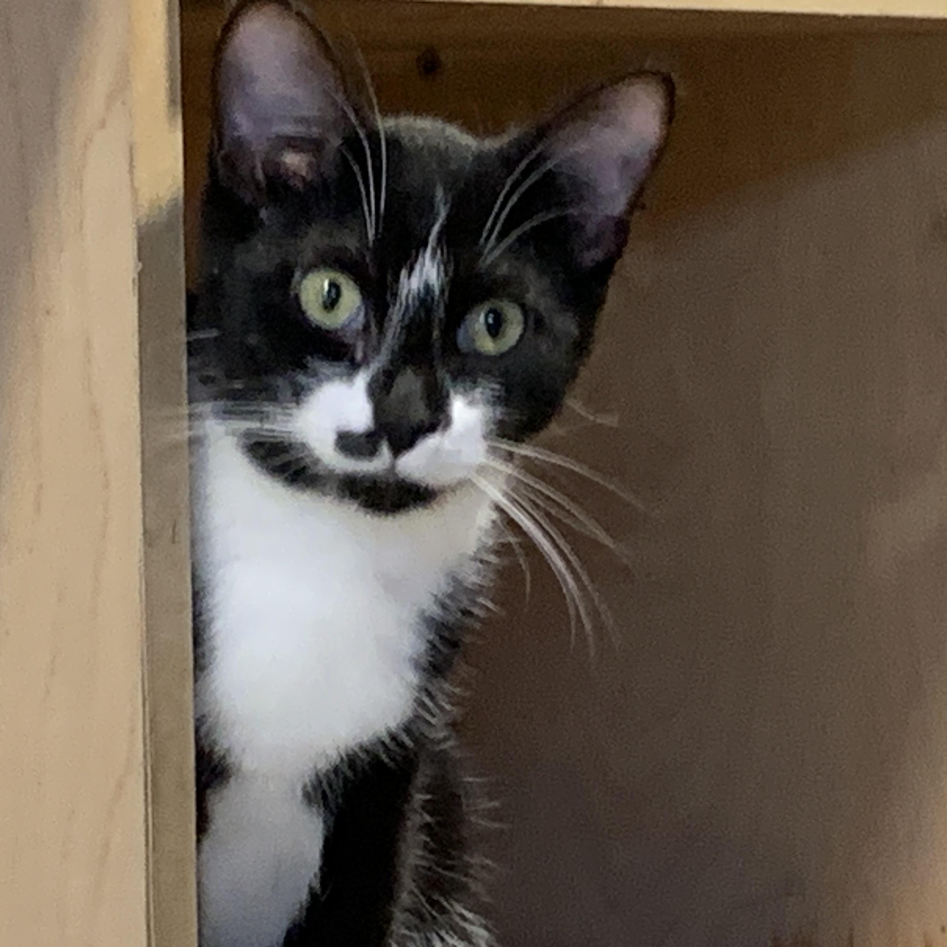 Reggie, ADOPTABLE, Young Male Domestic Short Hair.