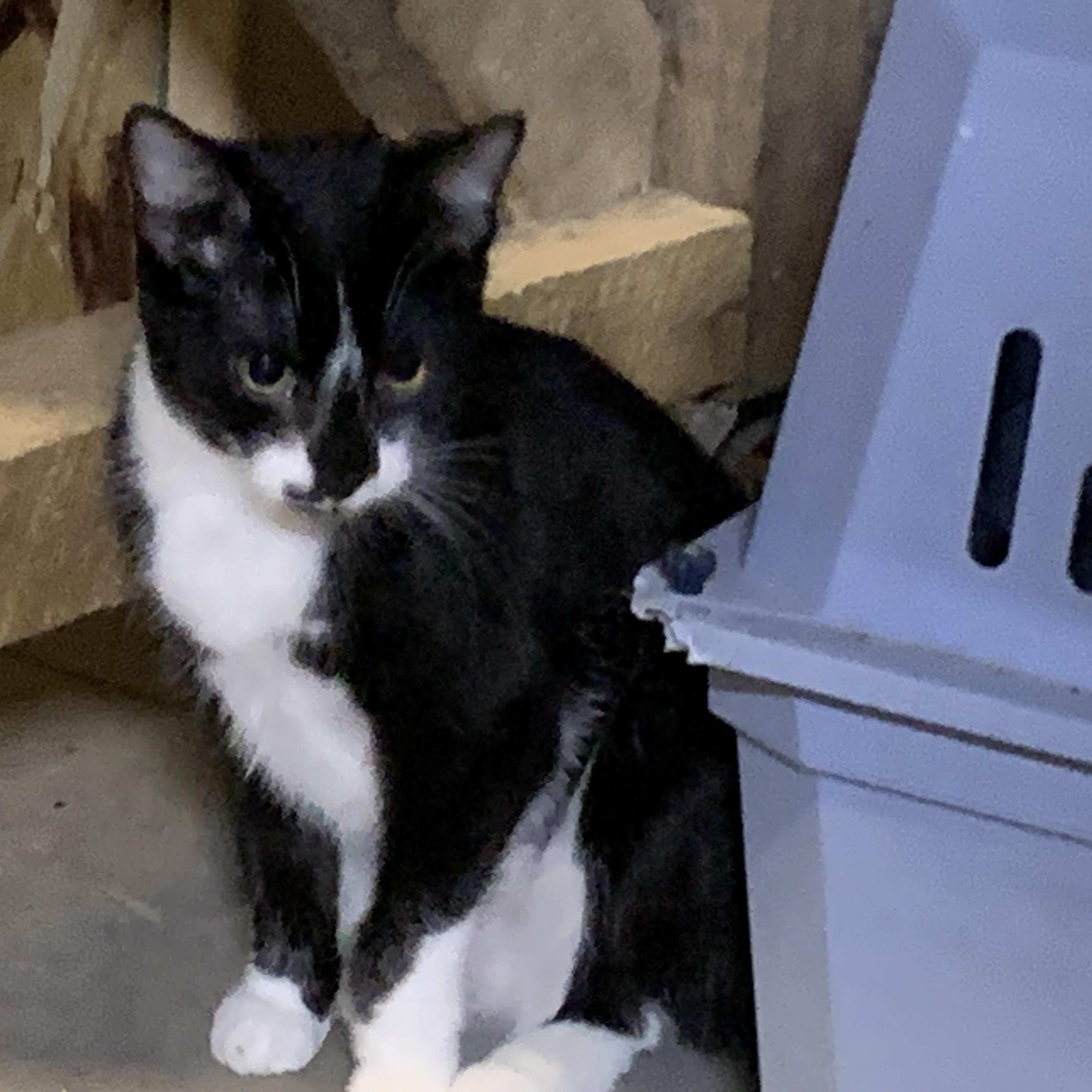 Enlarge Reggie, a ADOPTABLE Domestic Short Hair in Stockholm, WI image 3/6