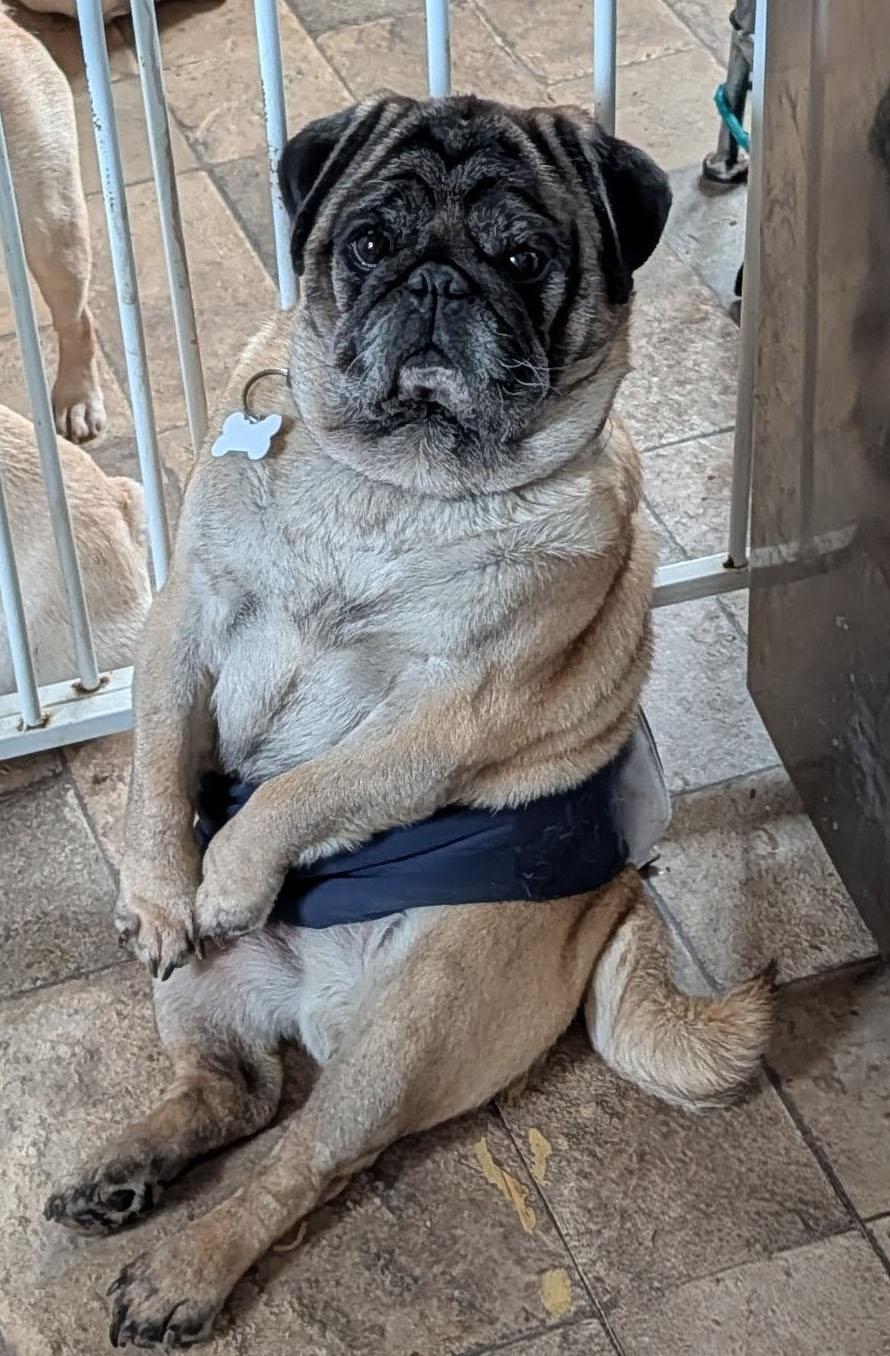 Thomas, adopted, Adult Male Pug.