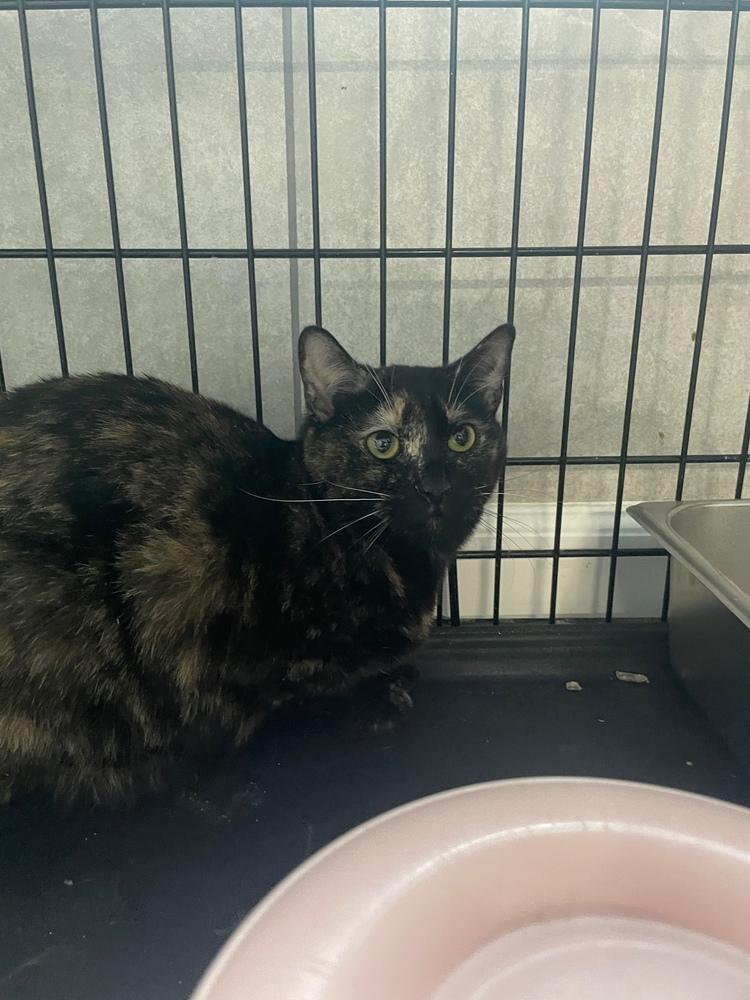 leeks, Adoptable, Young Female Domestic Short Hair.