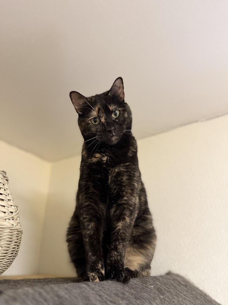 leeks, Adoptable, Young Female Domestic Short Hair.