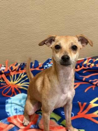 Enlarge Darrel `Darry` Curtis, a Adoptable mixed breed in Pleasanton, CA image 1/3