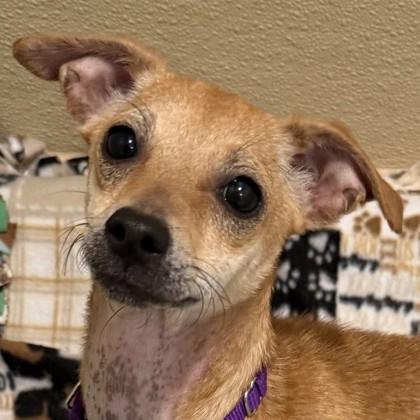 Darrel `Darry` Curtis, Adoptable, Young Female Mixed Breed & Mixed Breed.