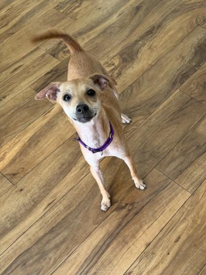 Darrel `Darry` Curtis, Adoptable, Young Female Mixed Breed & Mixed Breed.