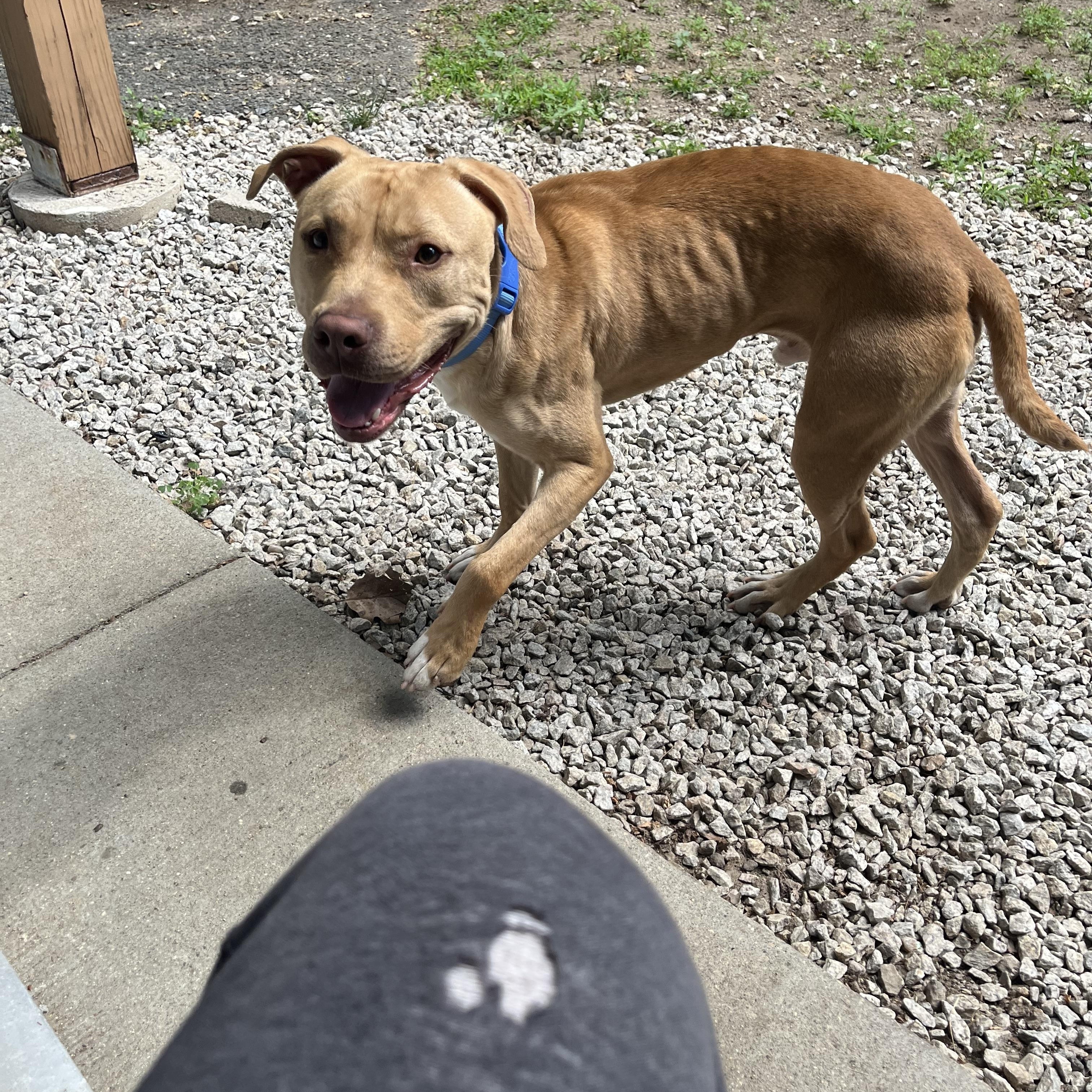 Sonny, a ADOPTABLE mixed breed in Milford, MA image 3/4