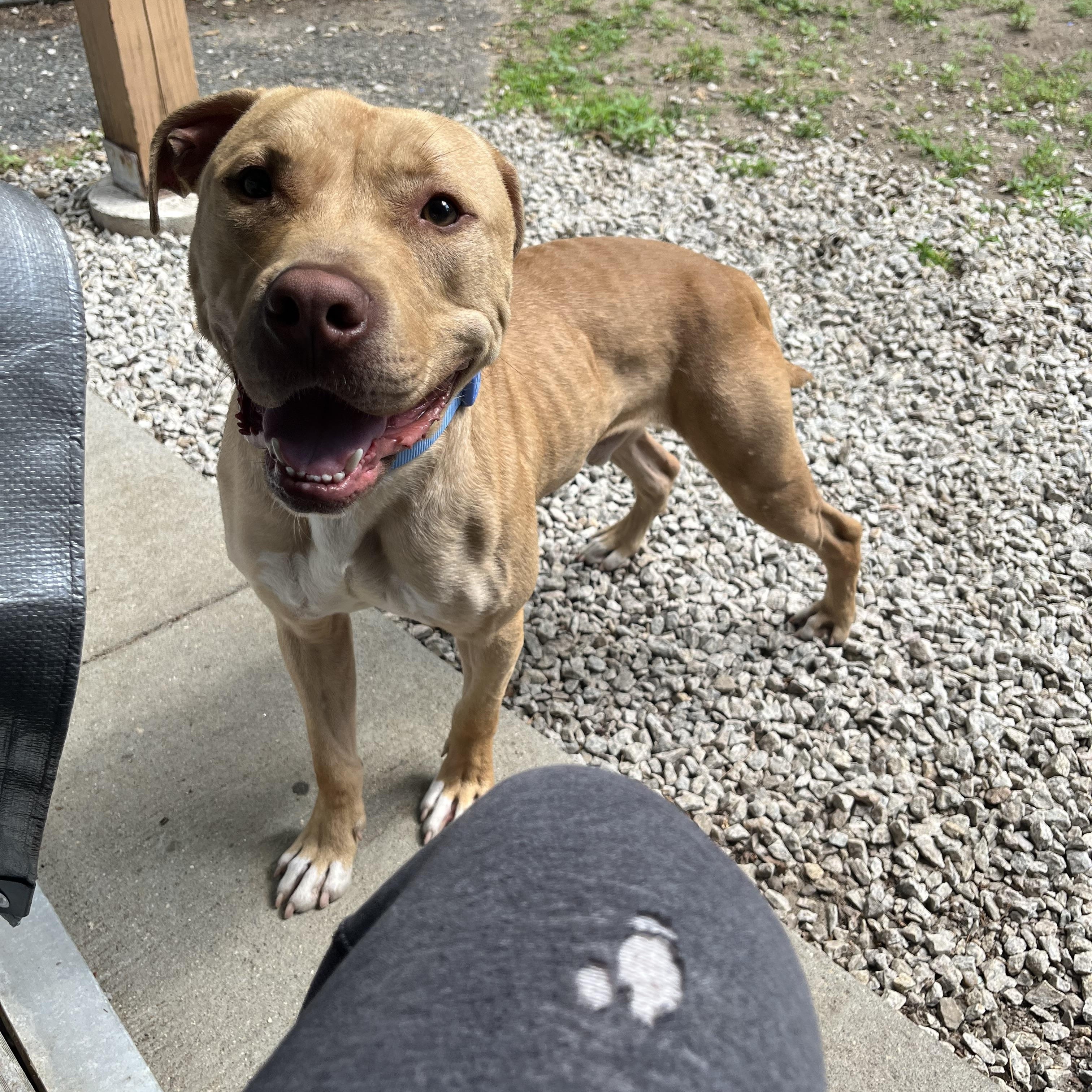 Sonny, ADOPTABLE, Young Male Labrador Retriever & Terrier.