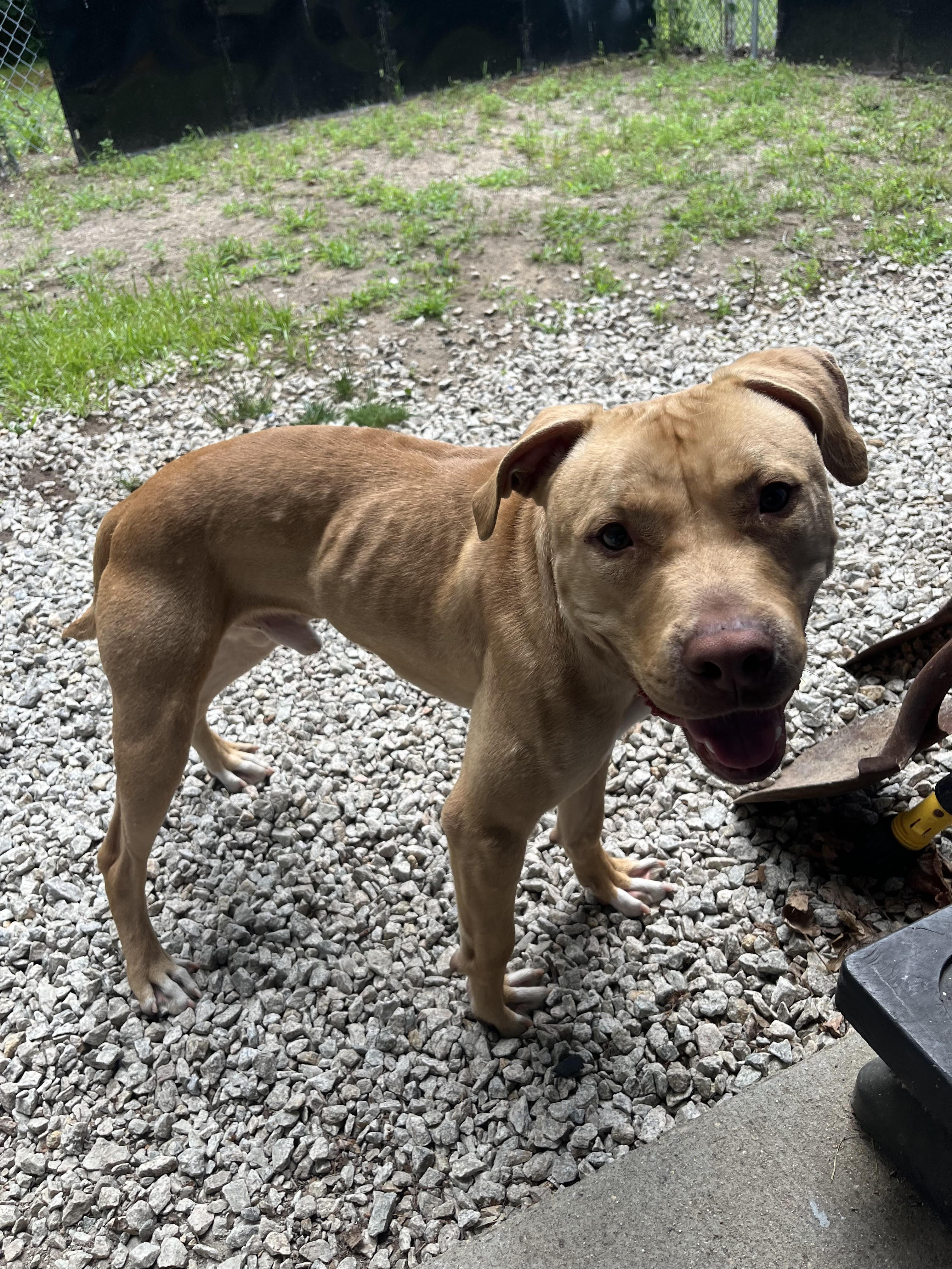 Sonny, a ADOPTABLE mixed breed in Milford, MA image 2/4