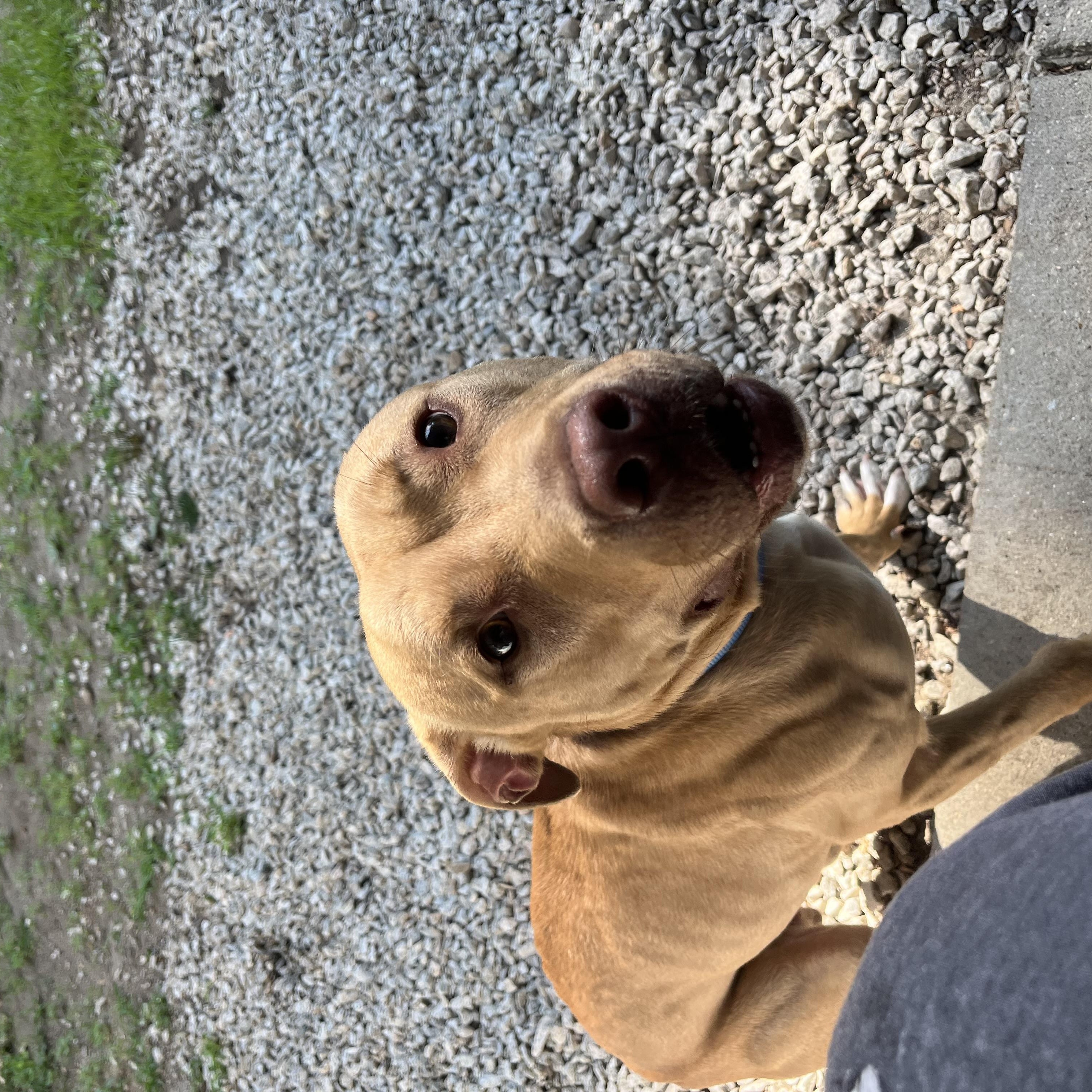 Sonny, a ADOPTABLE mixed breed in Milford, MA image 4/4