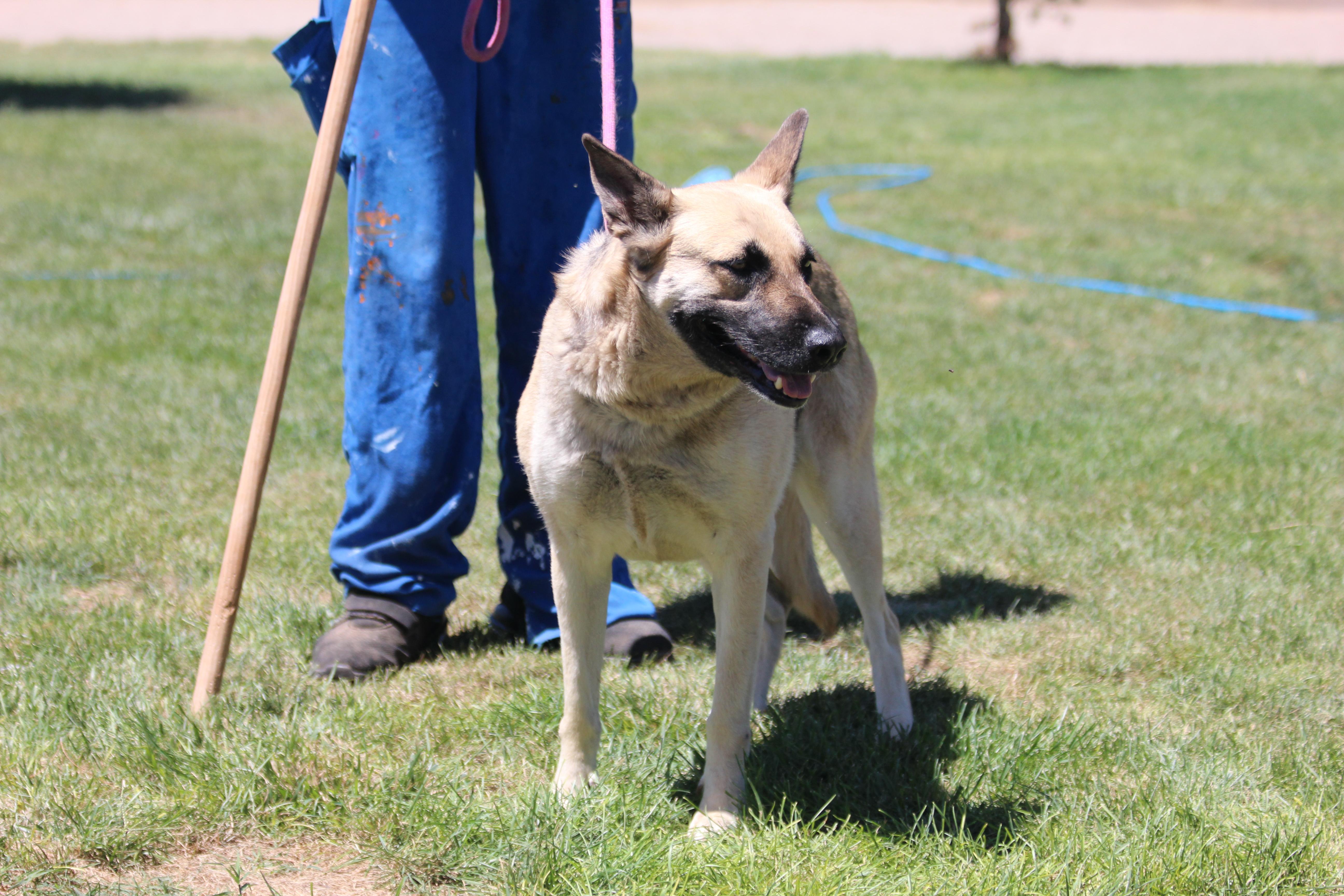 NATALIE, an adoptable German Shepherd Dog in Pearce, AZ, 85625 | Photo Image 5