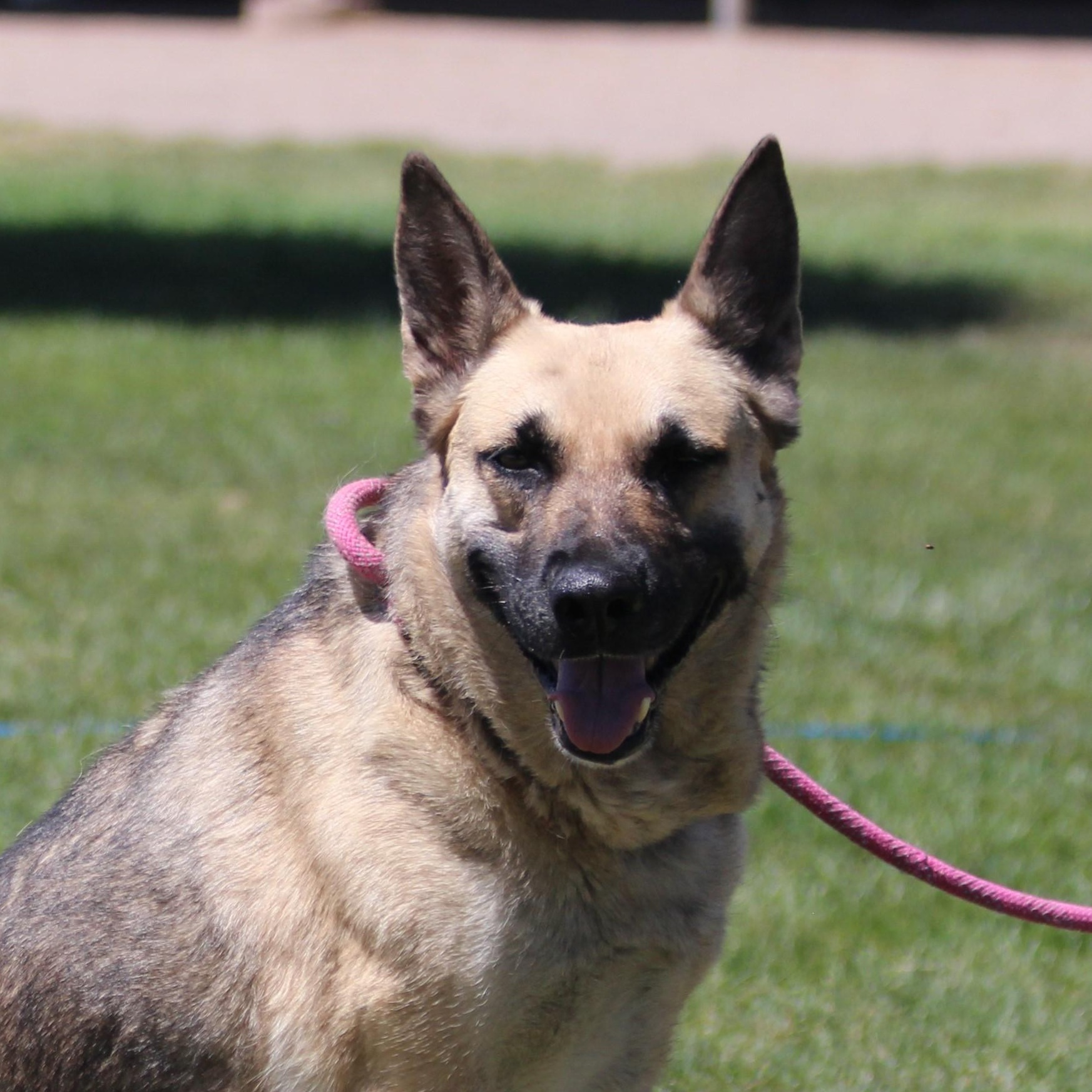 NATALIE, an adoptable German Shepherd Dog in Pearce, AZ, 85625 | Photo Image 1