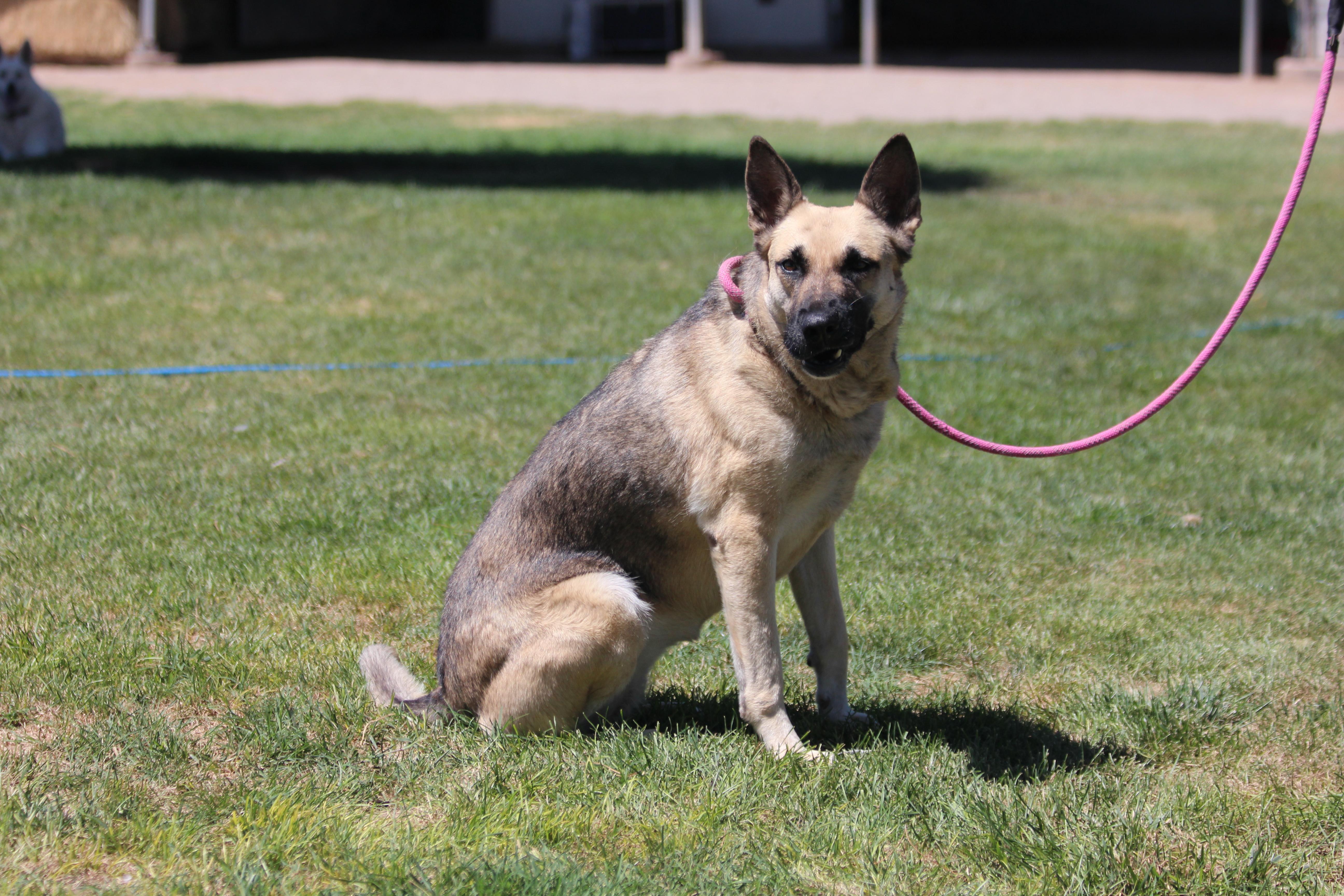 NATALIE, an adoptable German Shepherd Dog in Pearce, AZ, 85625 | Photo Image 3