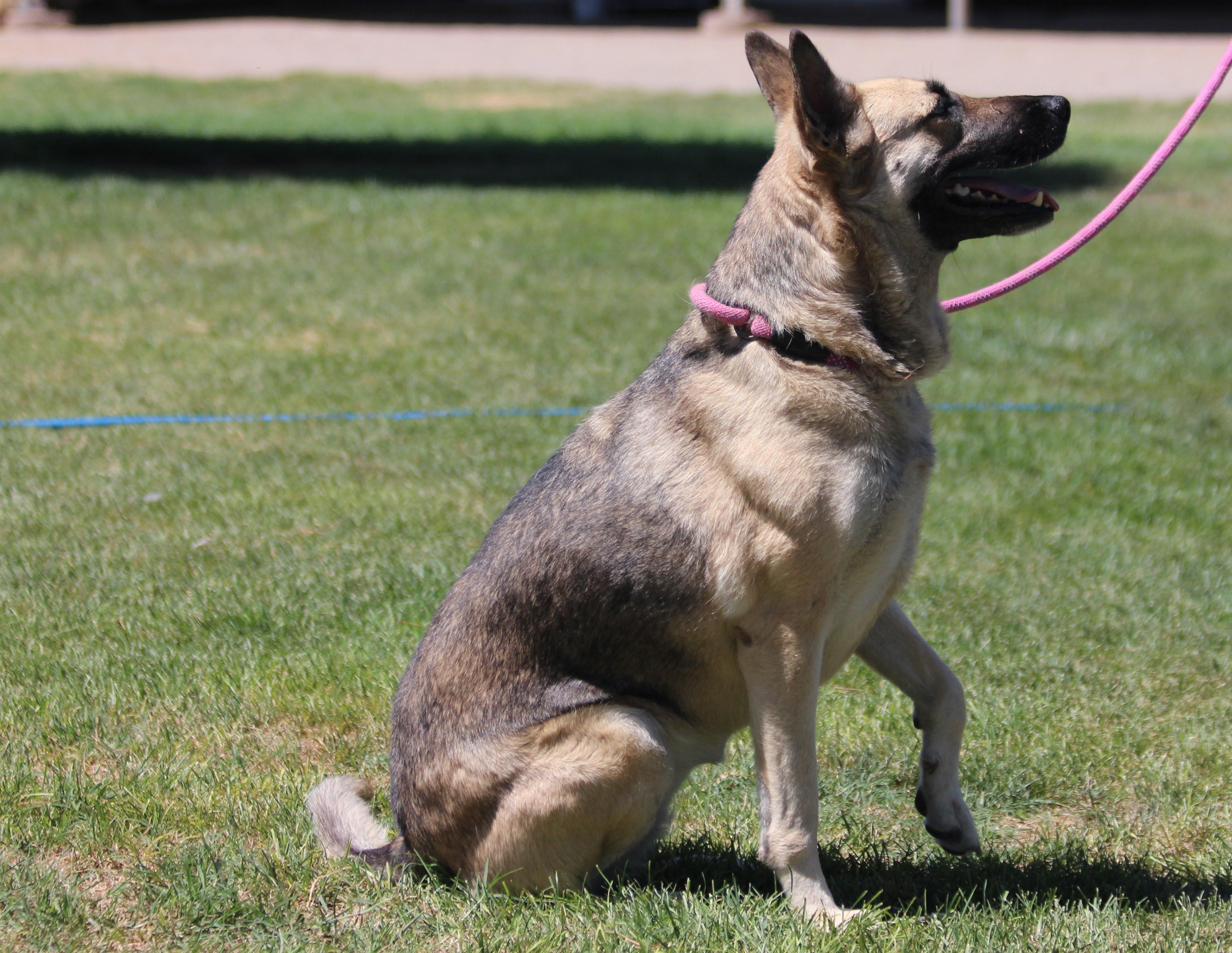 NATALIE, an adoptable German Shepherd Dog in Pearce, AZ, 85625 | Photo Image 2