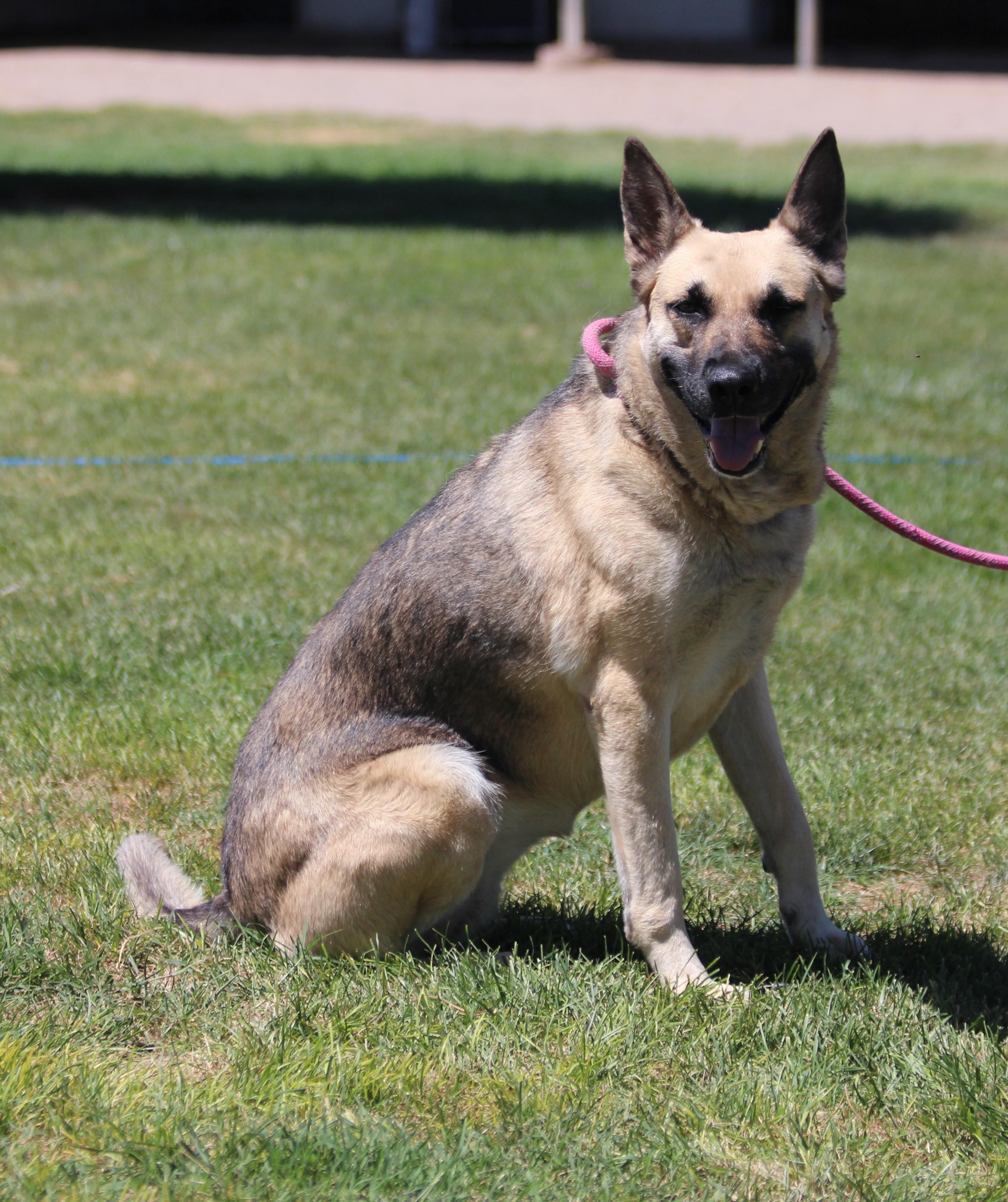 NATALIE, an adoptable German Shepherd Dog in Pearce, AZ, 85625 | Photo Image 6