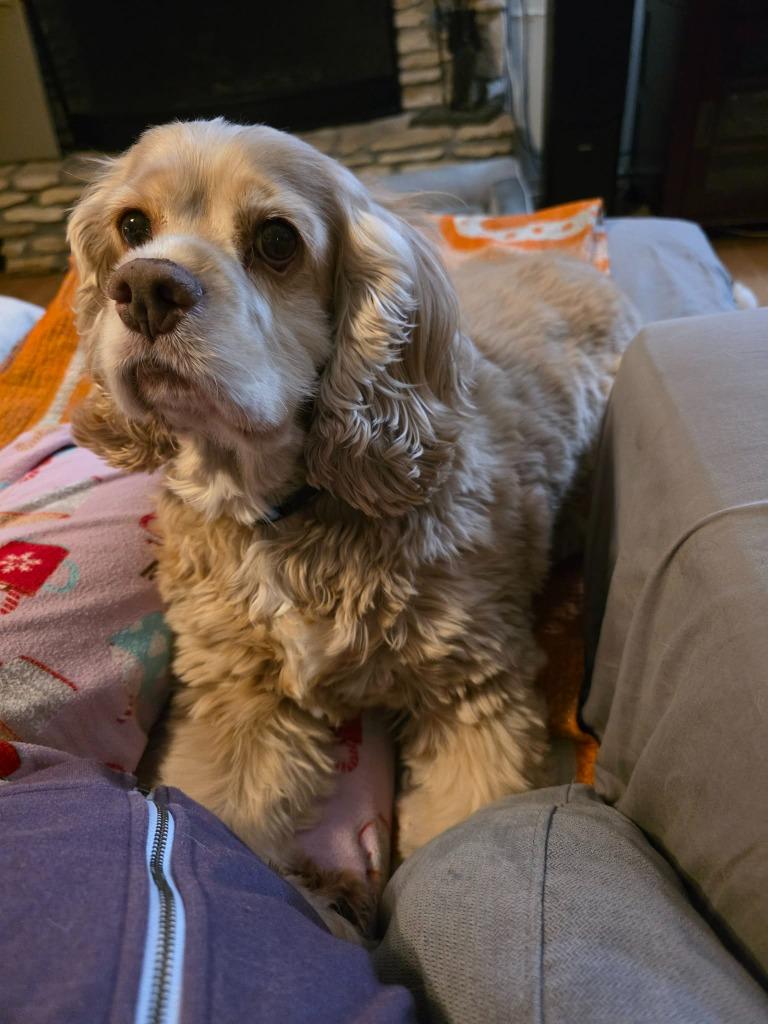 Rory, Adoptable, Adult Female Cocker Spaniel.