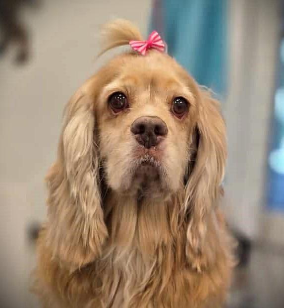 Rory, a Adoptable Cocker Spaniel in Austin, TX image 2/5