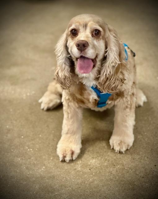 Rory, a Adoptable Cocker Spaniel in Austin, TX image 3/5