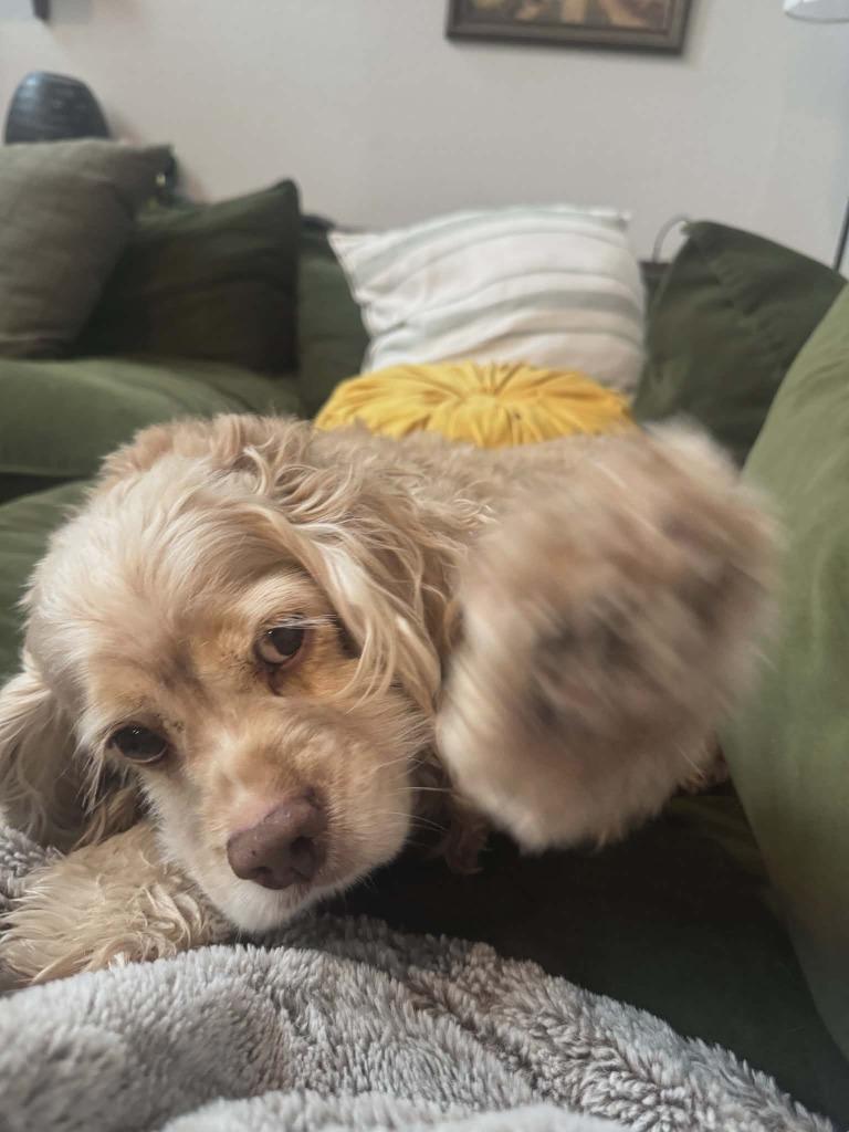 Rory, a Adoptable Cocker Spaniel in Austin, TX image 4/5