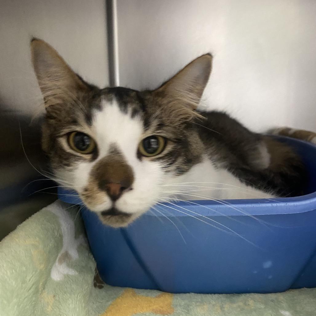 Raggedy Andy, a Adoptable Domestic Short Hair in Canastota, NY image 1/4