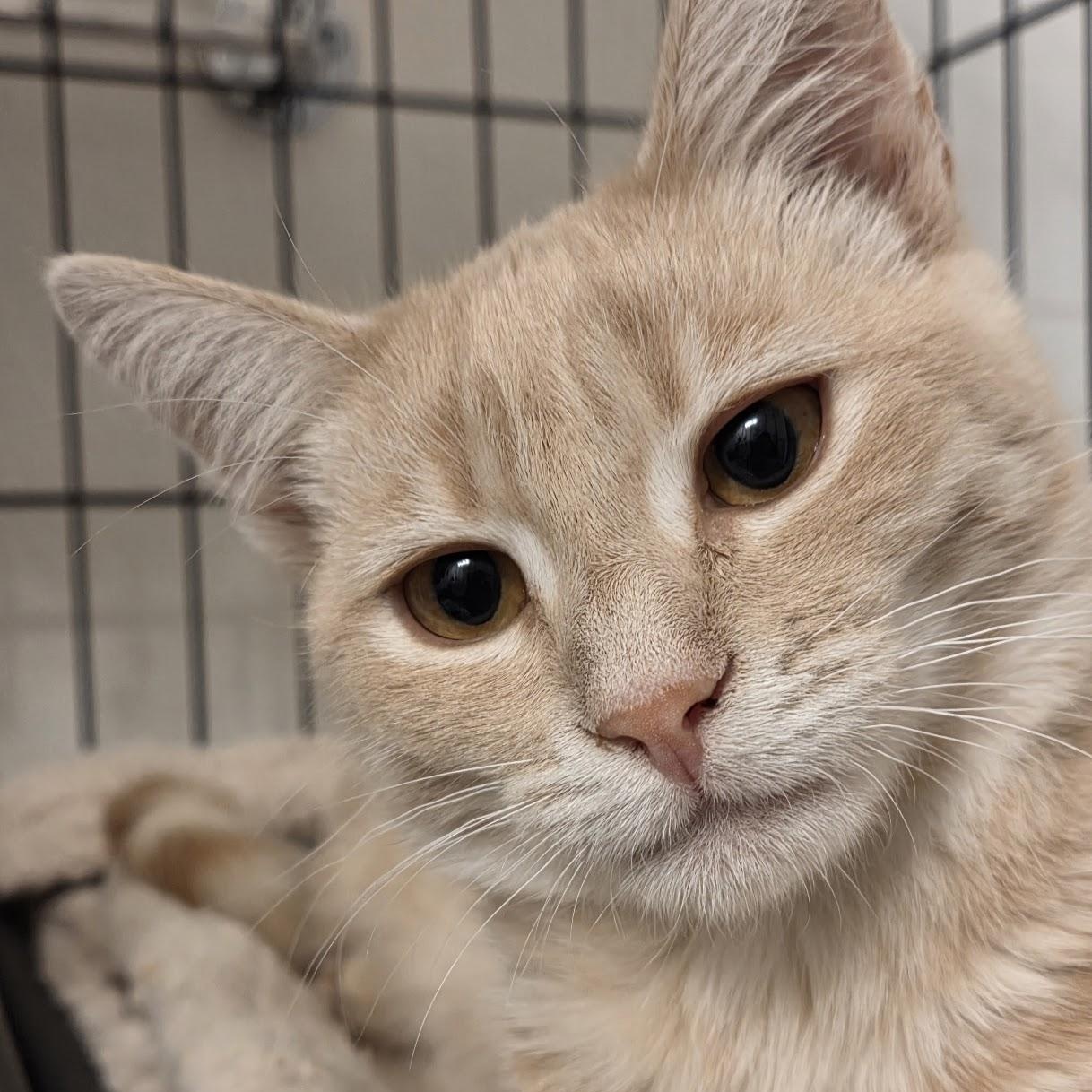 Enlarge James, a Adoptable Domestic Short Hair in South San Francisco, CA image 2/6
