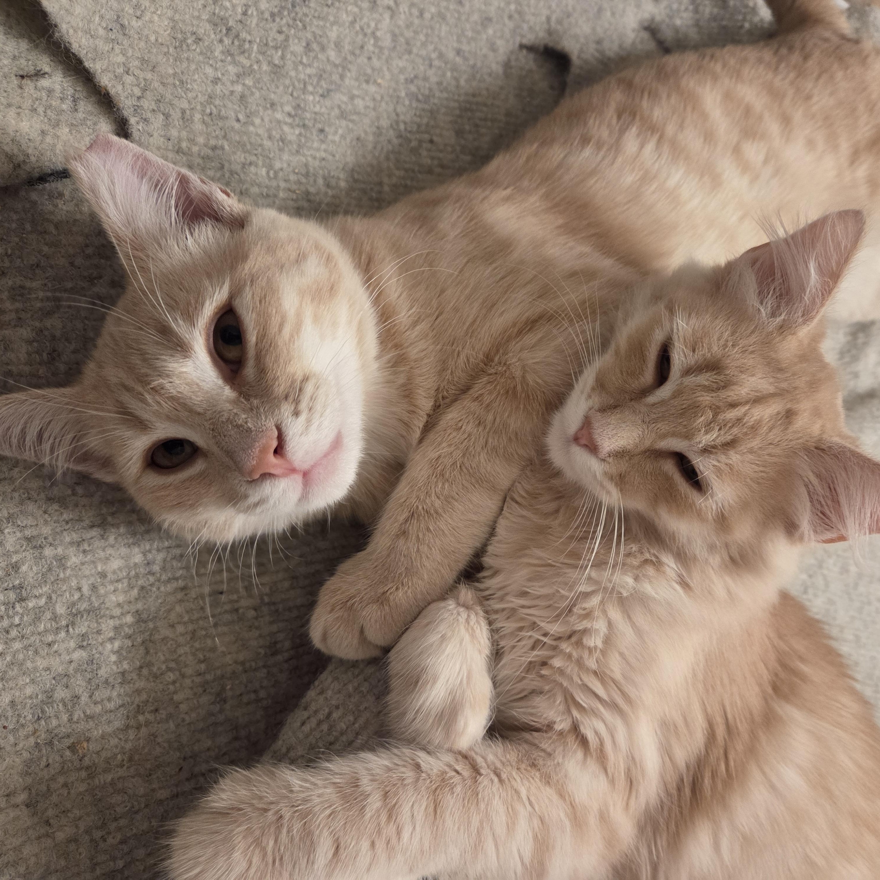 Enlarge James, a Adoptable Domestic Short Hair in South San Francisco, CA image 5/6