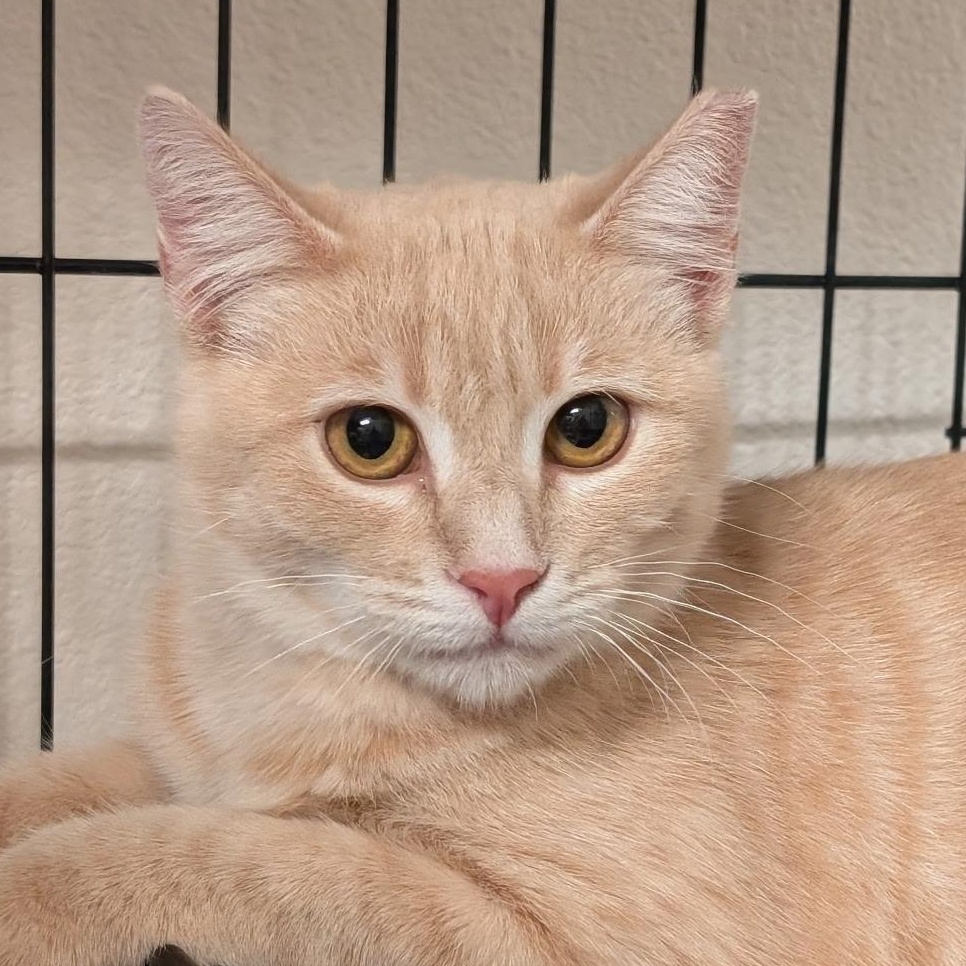 Enlarge James, a Adoptable Domestic Short Hair in South San Francisco, CA image 1/6