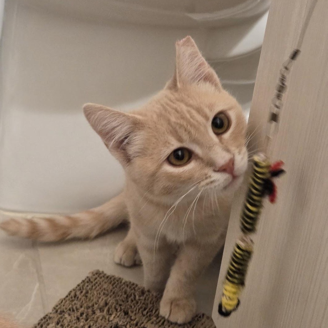 Enlarge James, a Adoptable Domestic Short Hair in South San Francisco, CA image 6/6