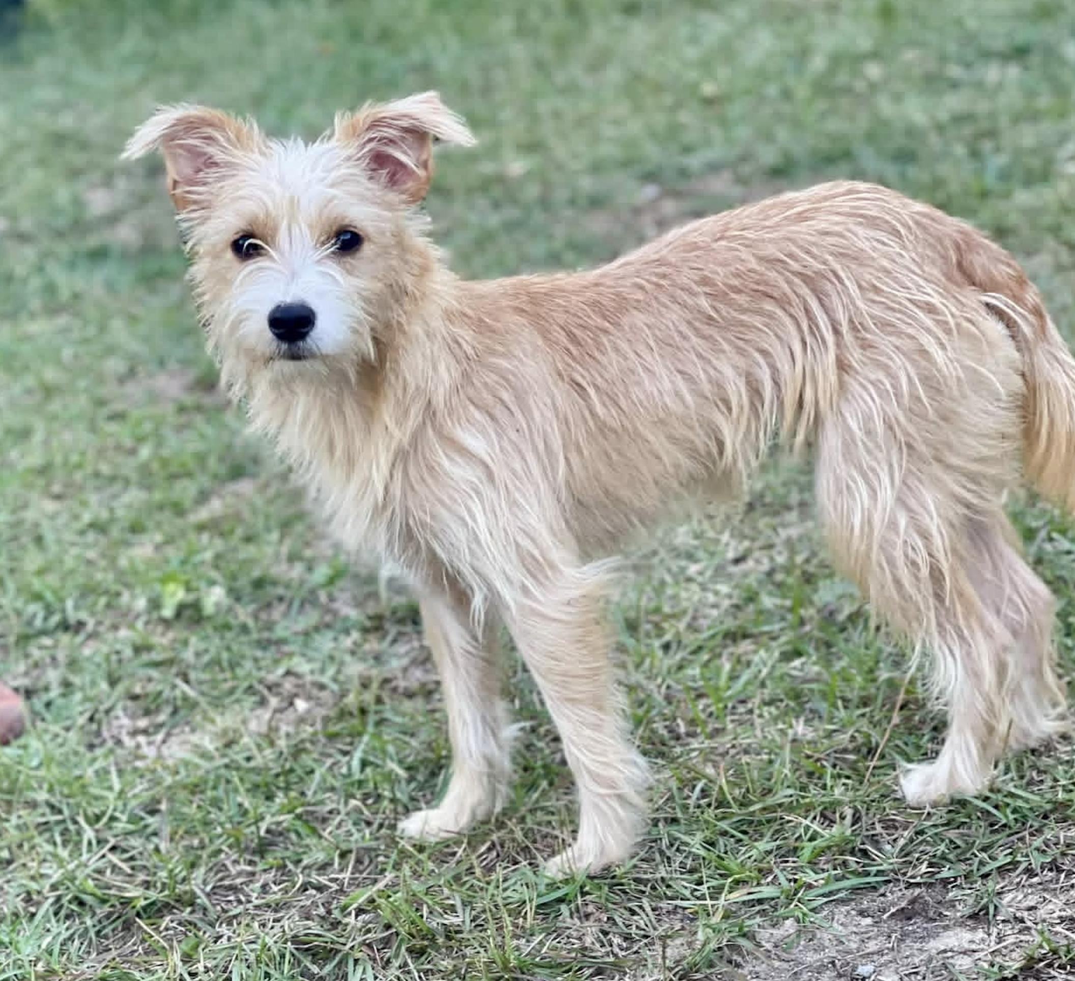 Enlarge Jolie, a Adoptable mixed breed in Pawleys Island, SC image 1/2
