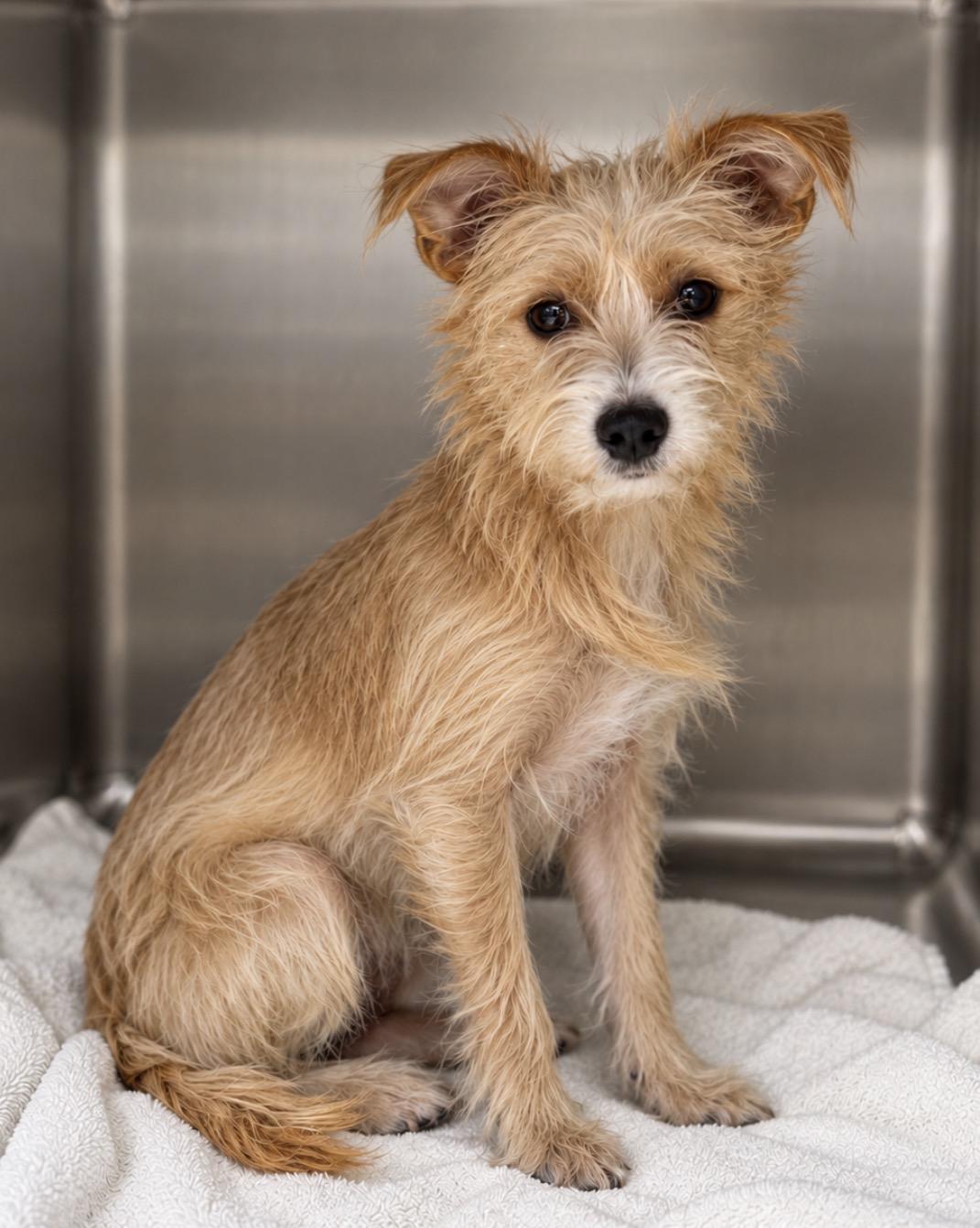 Enlarge Jolie, a Adoptable mixed breed in Pawleys Island, SC image 2/2