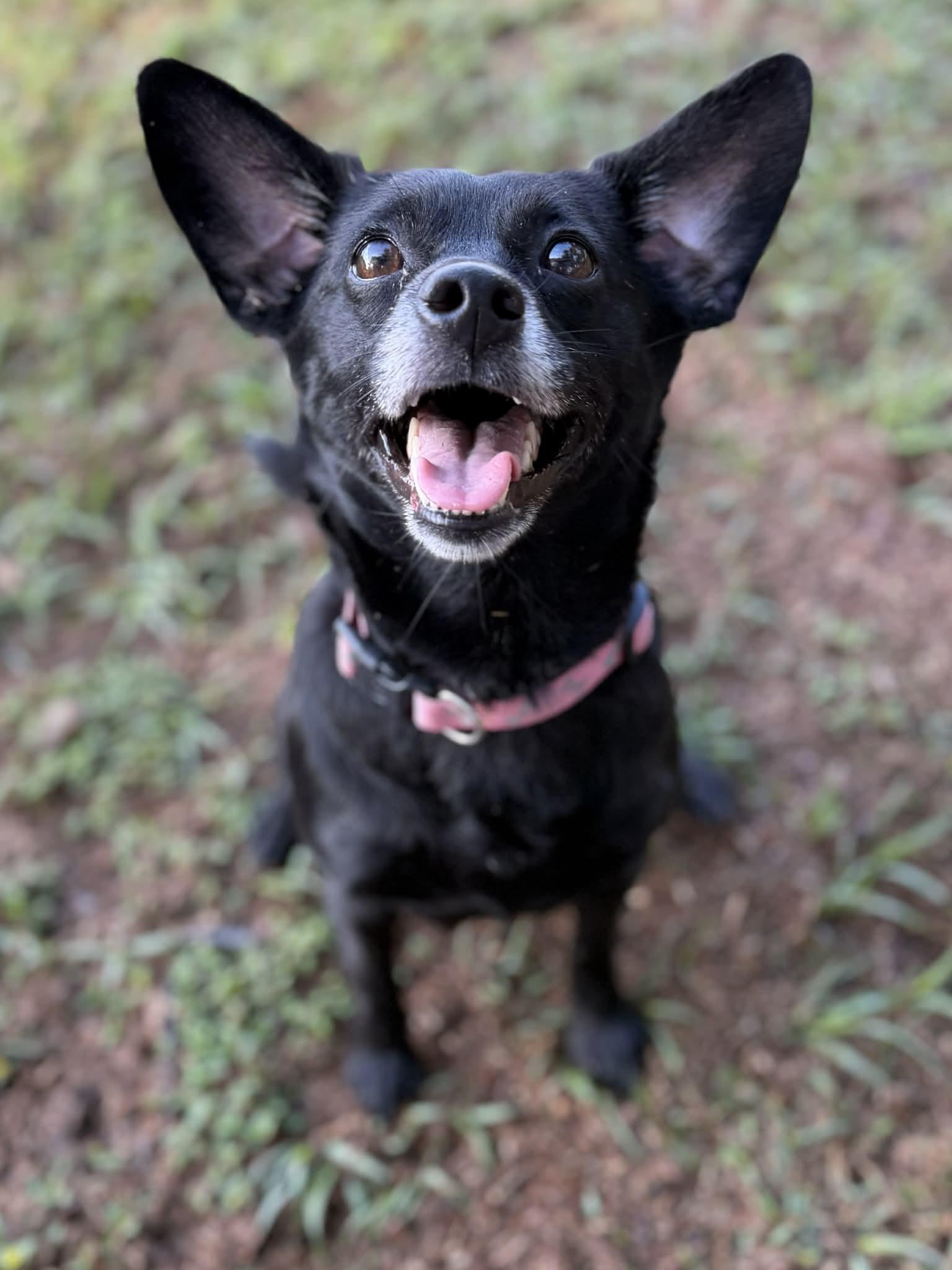Enlarge Sydney, a ADOPTABLE mixed breed in Milton, FL image 1/3