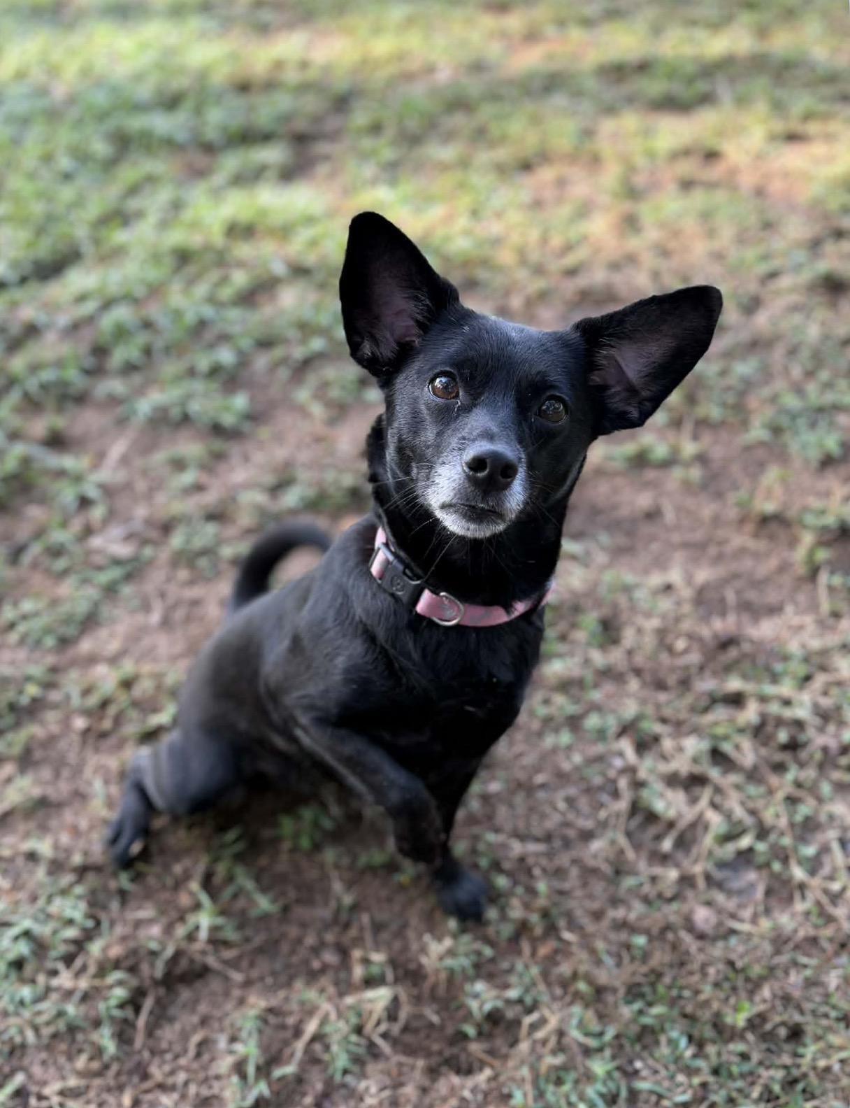 Enlarge Sydney, a ADOPTABLE mixed breed in Milton, FL image 2/3