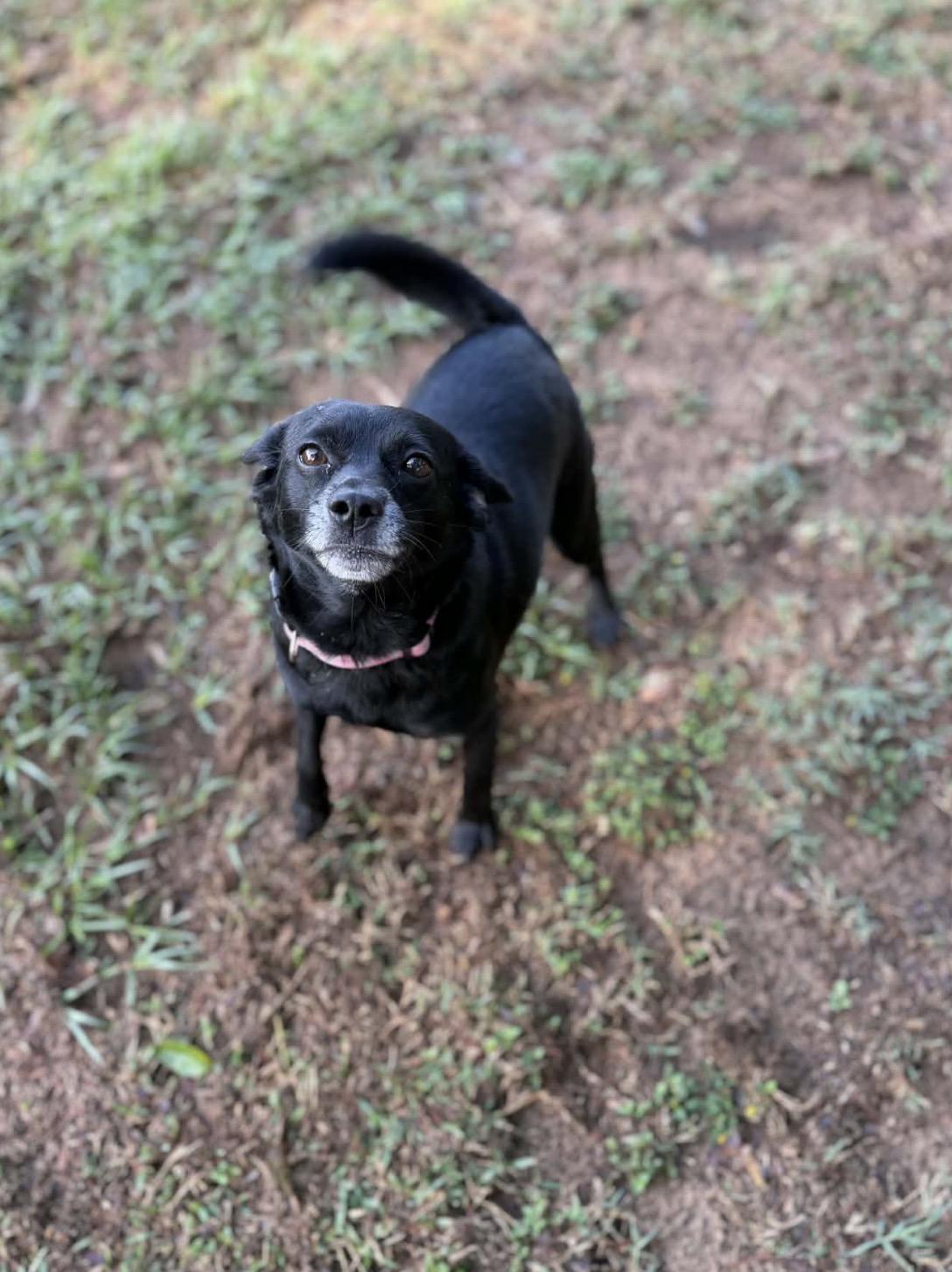 Enlarge Sydney, a ADOPTABLE mixed breed in Milton, FL image 3/3
