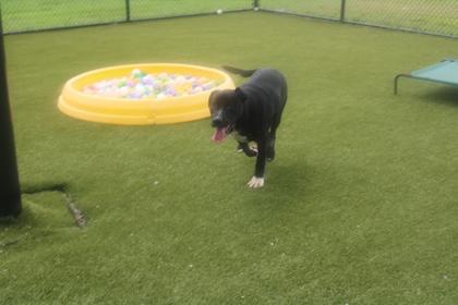 Abel, Adoptable, Adult Male American Staffordshire Terrier & Mixed Breed.